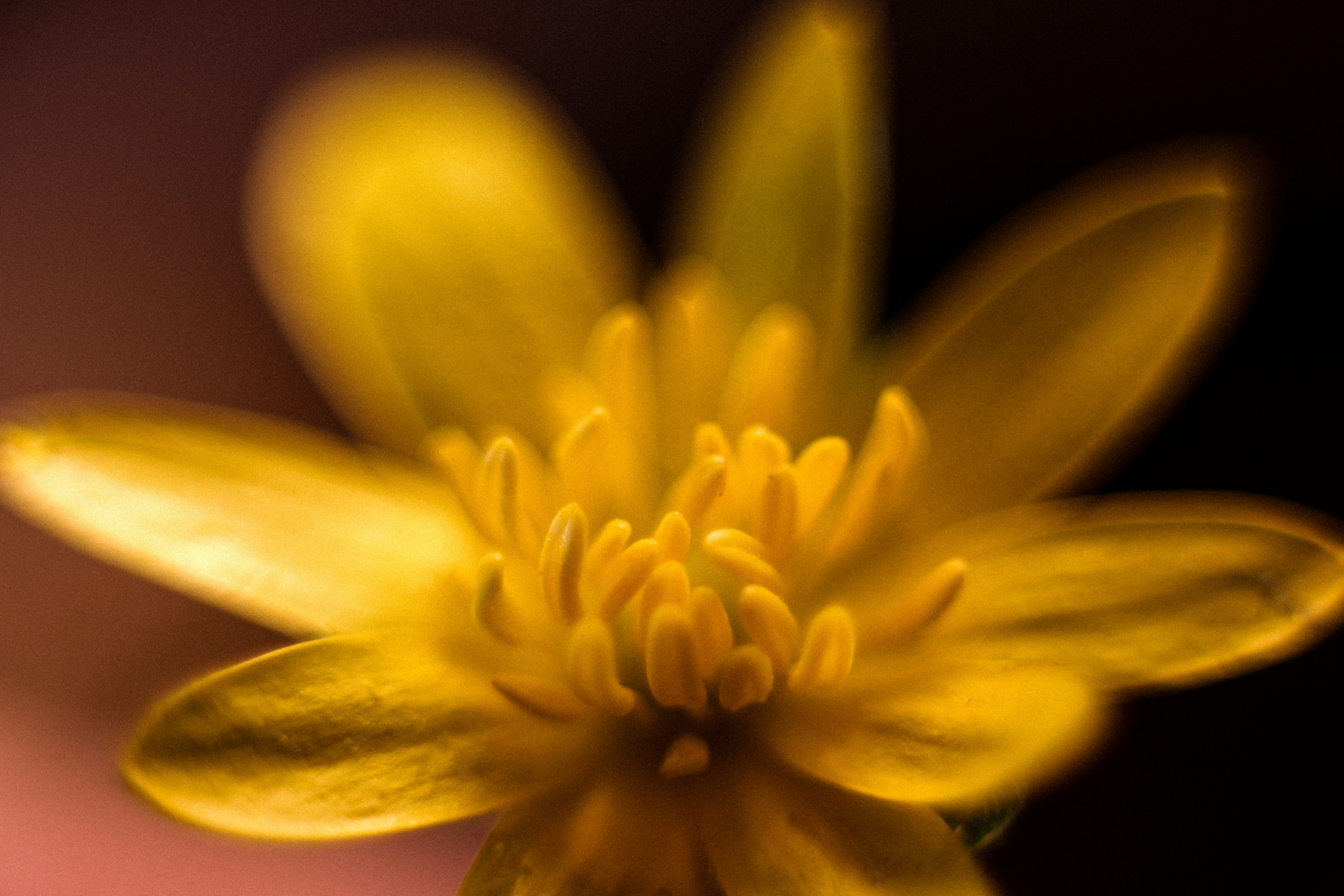 Close-up of a bright yellow flower with dark background