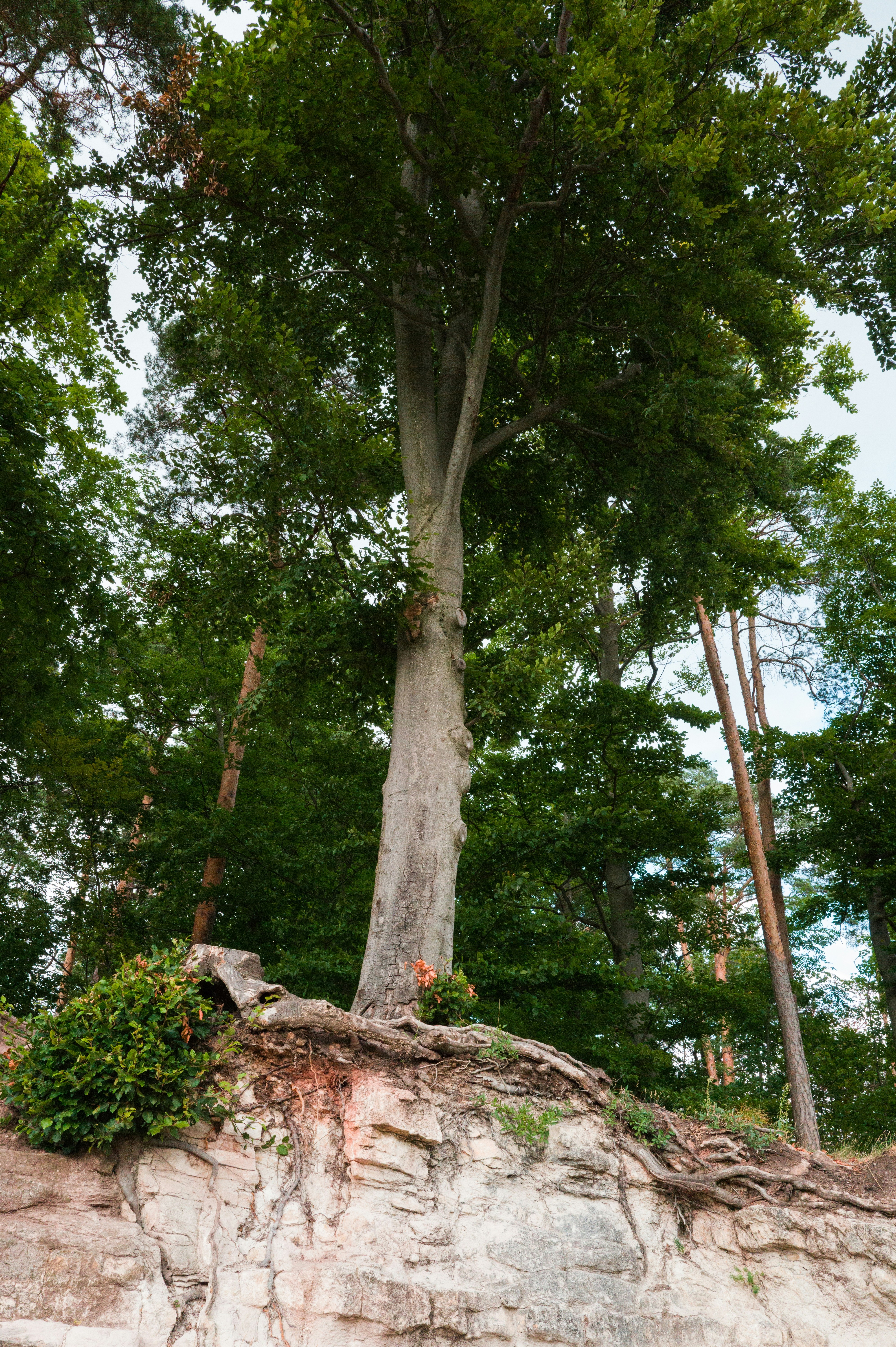 Tall tree with exposed roots on rocky cliff