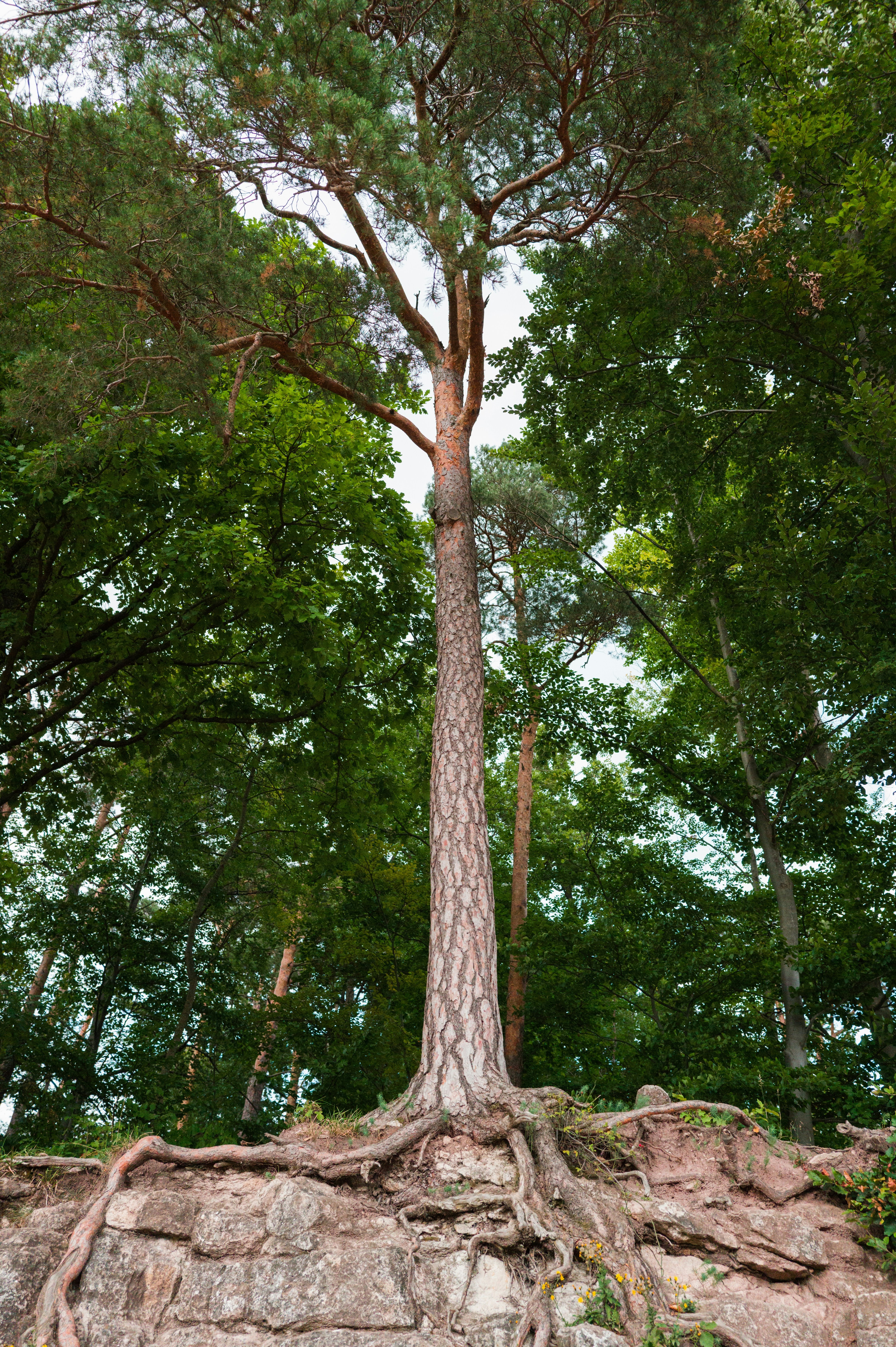 Tall pine tree with exposed roots on stone wall