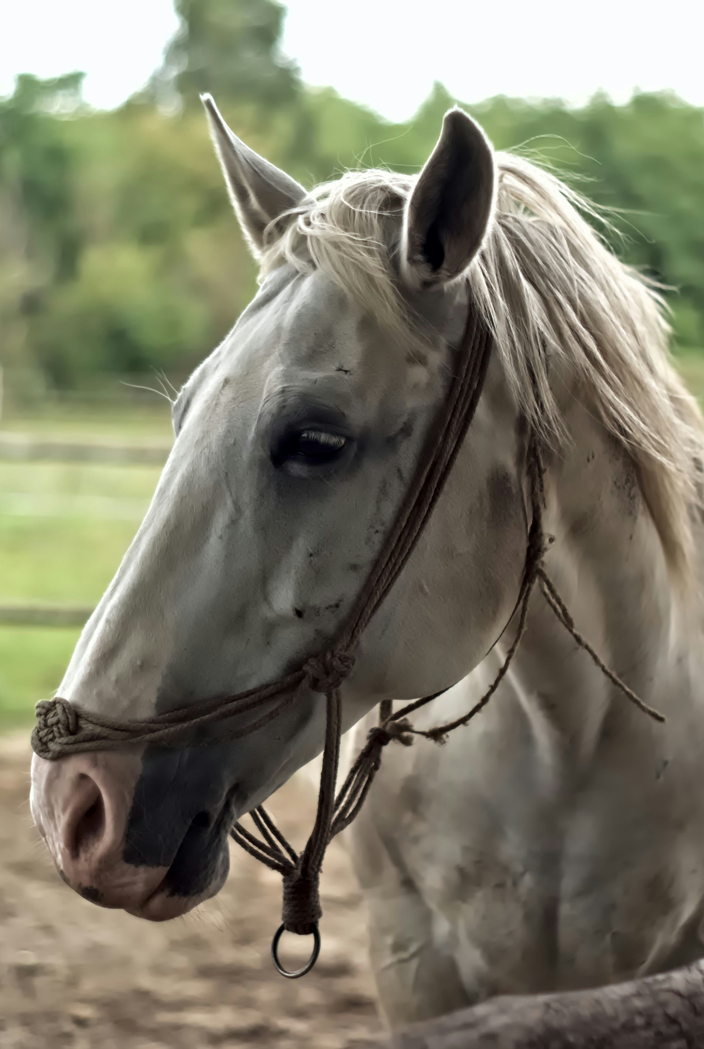 A white horse with a rope halter stands calmly looks forward.