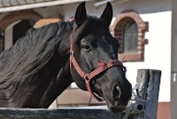 HorseBreeding.AI