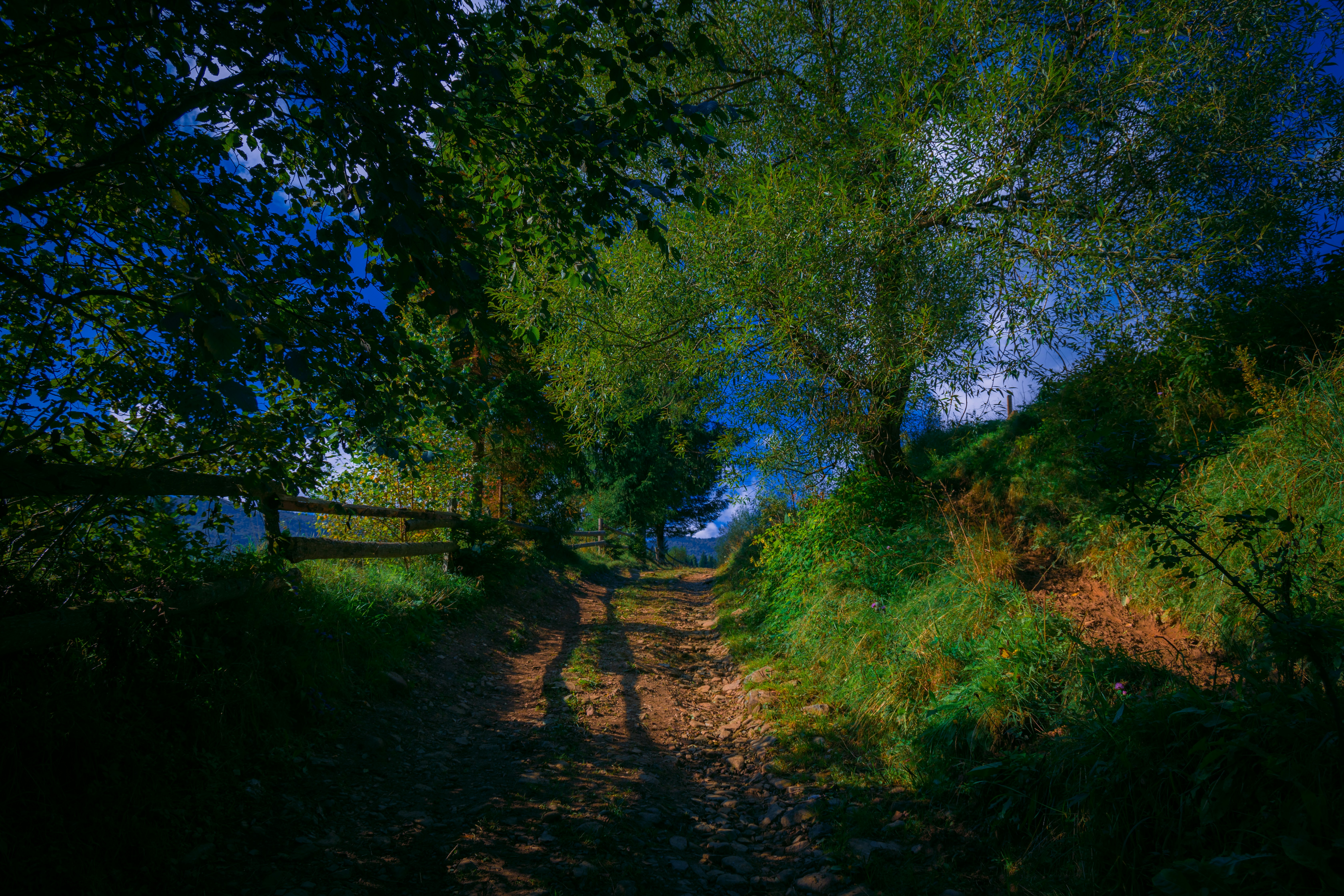 A sunlit dirt path through green trees and grass.
