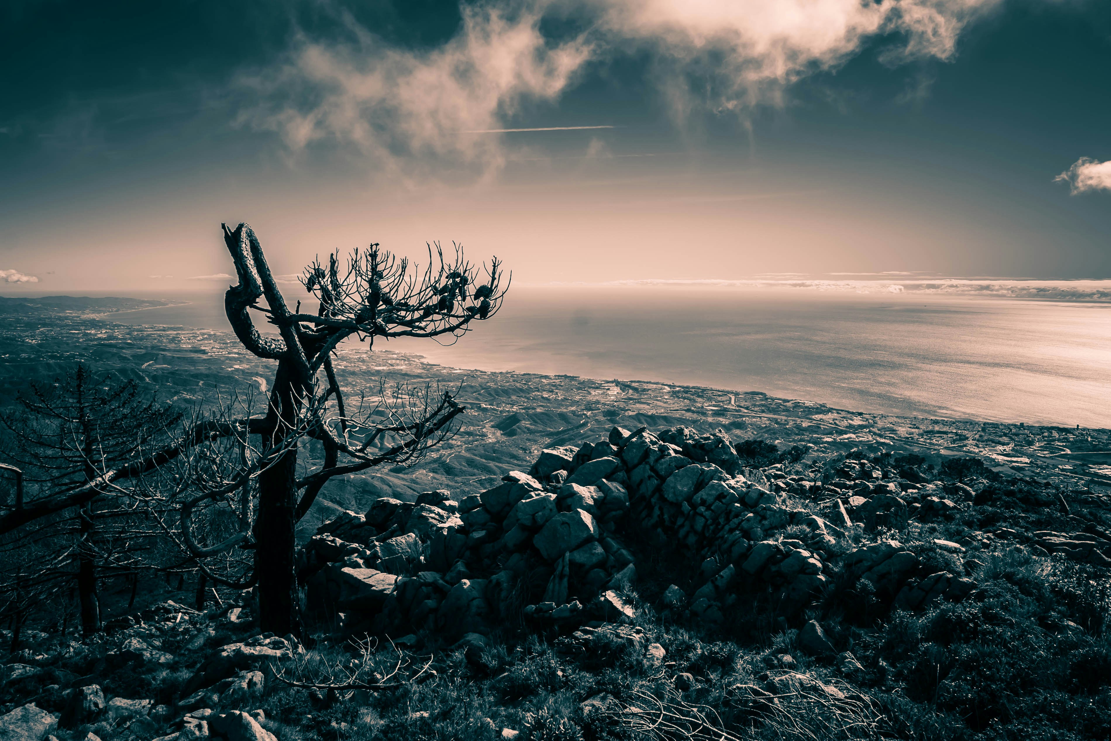 Bare tree on rocky hill overlooking ocean at sunset