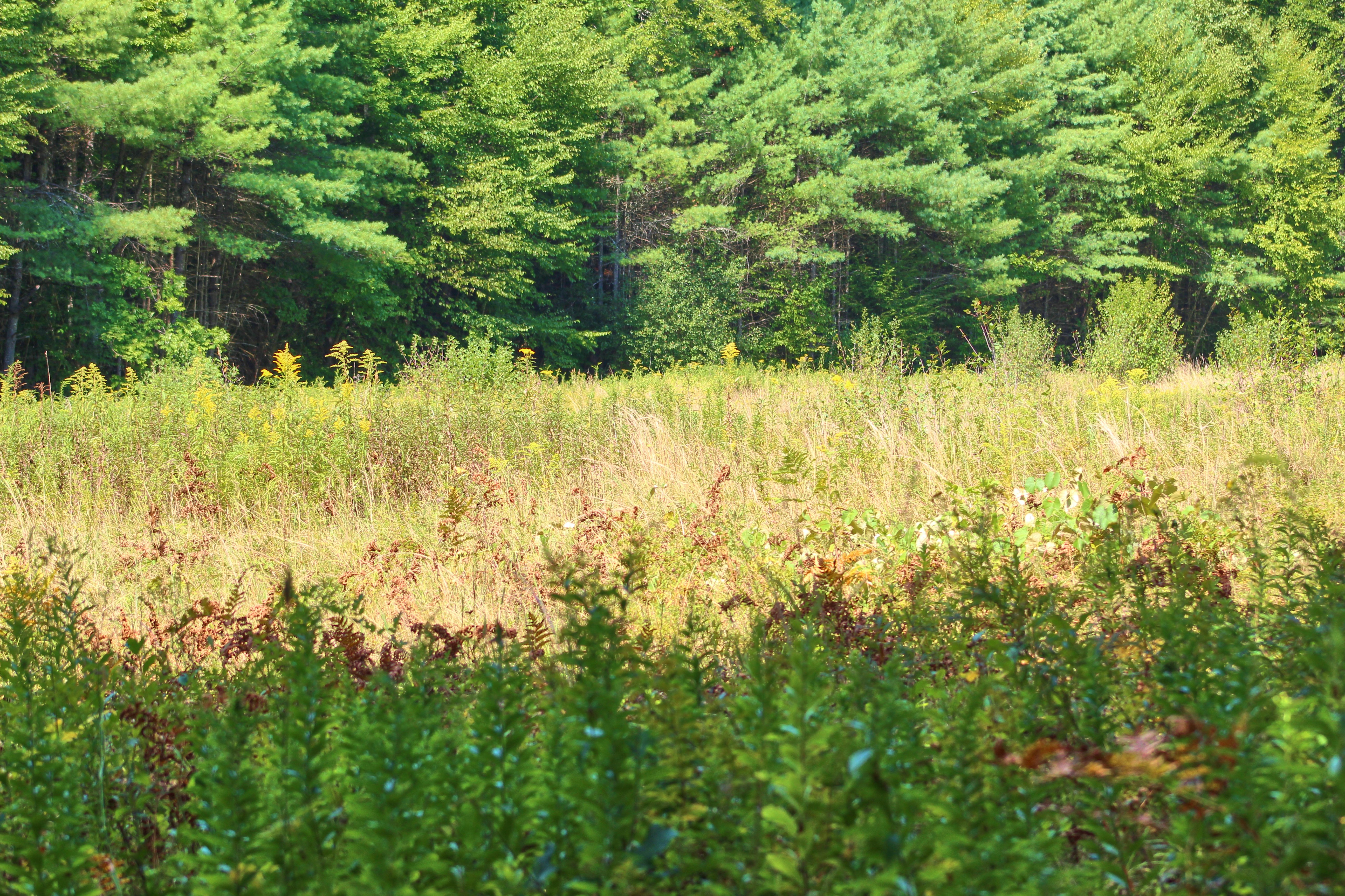 Amherst/Plymouth Wildlife Management Area