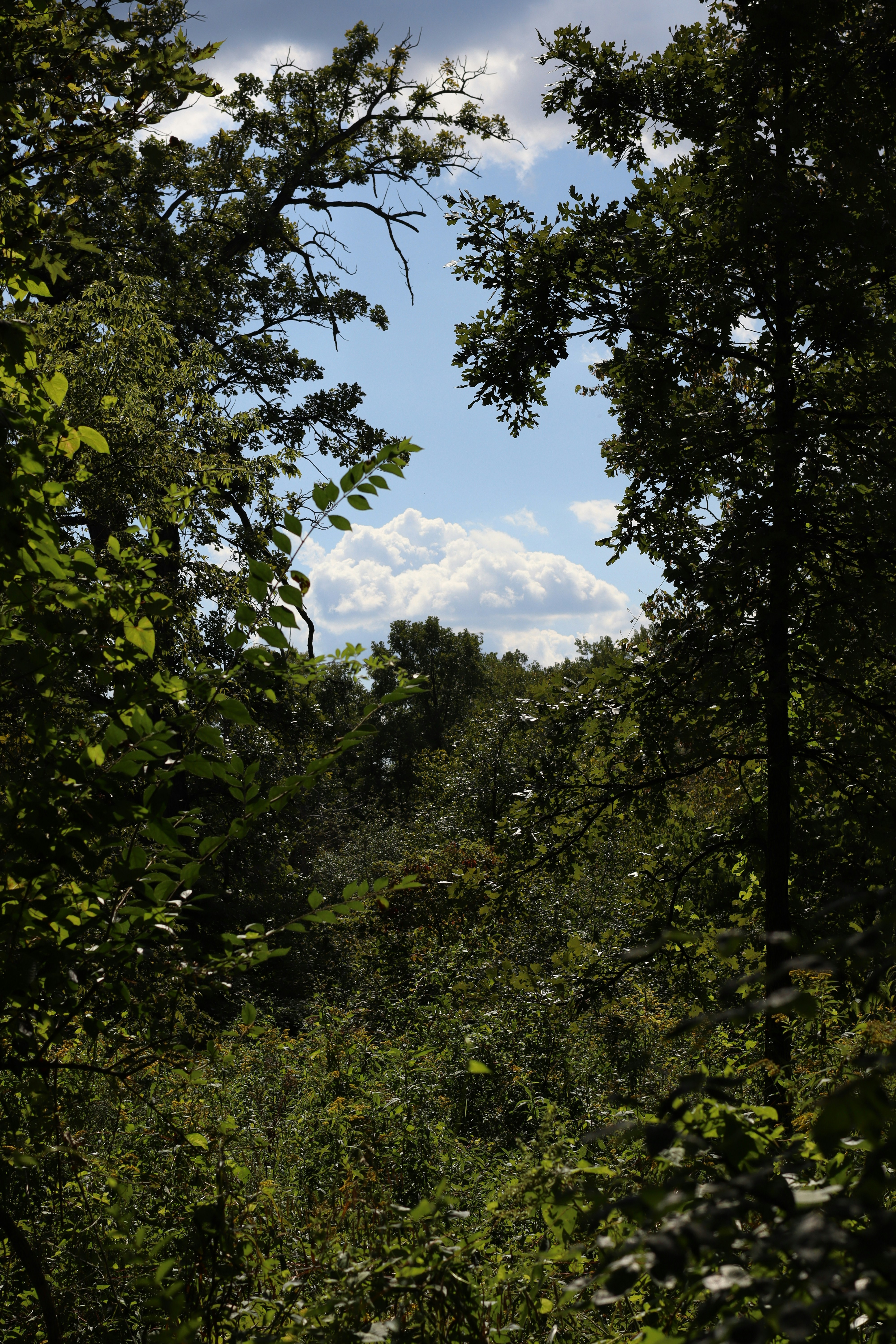Foresta verde lussureggiante con un cielo blu brillante.