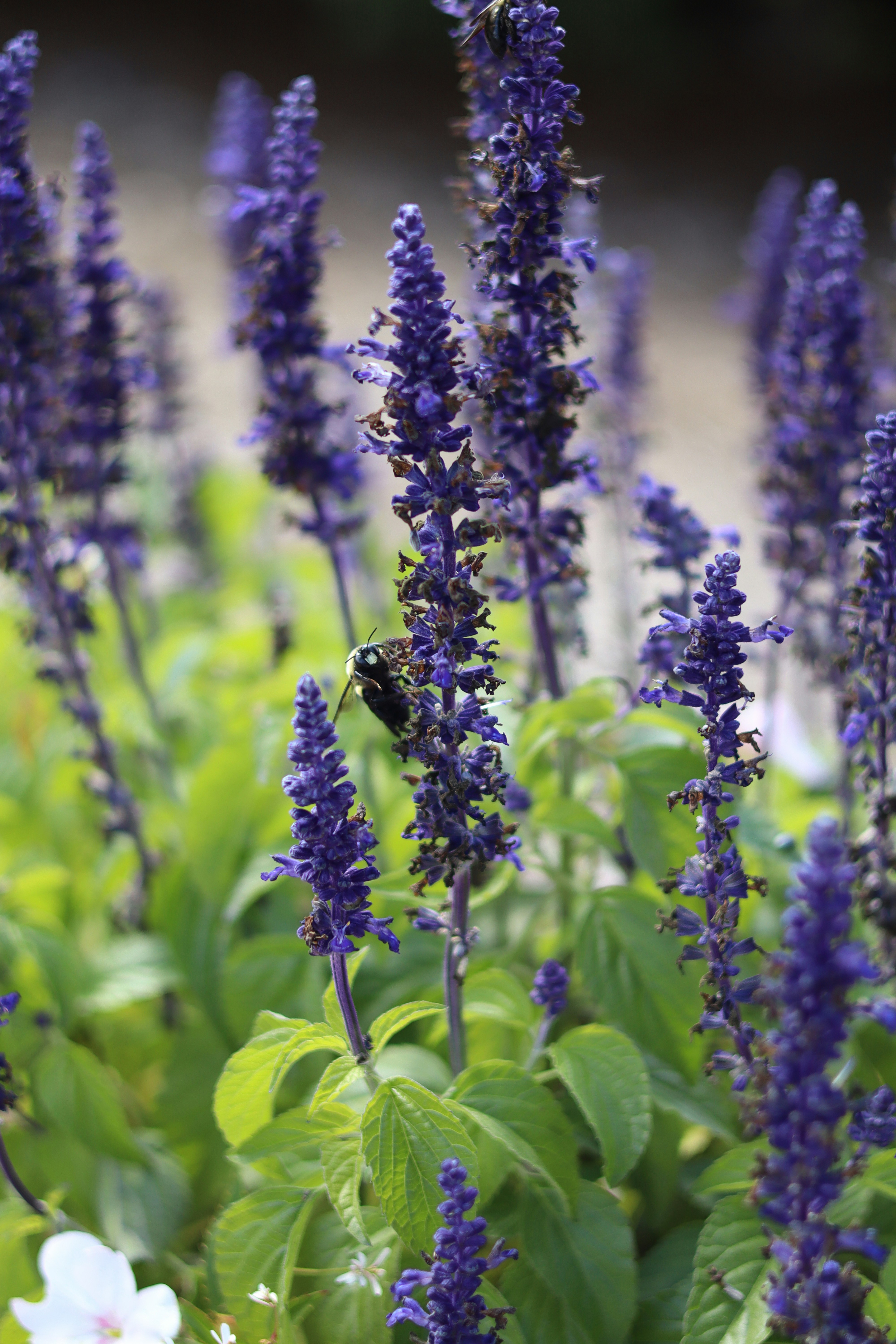 Un'ape carpentiere impollina alti fiori viola.
