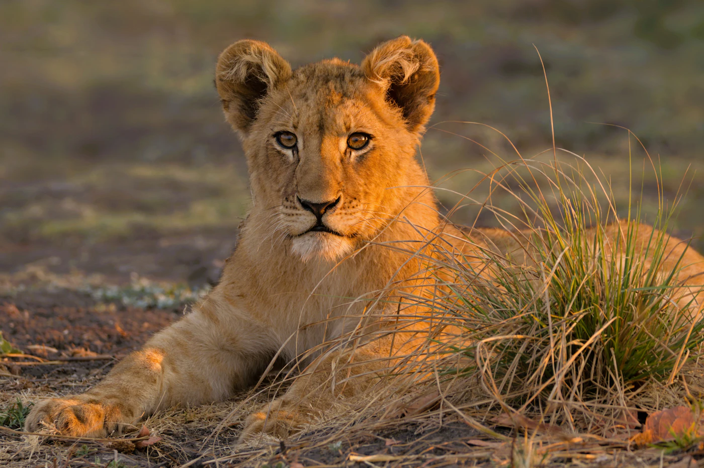 A young lion cub resting in long grass
