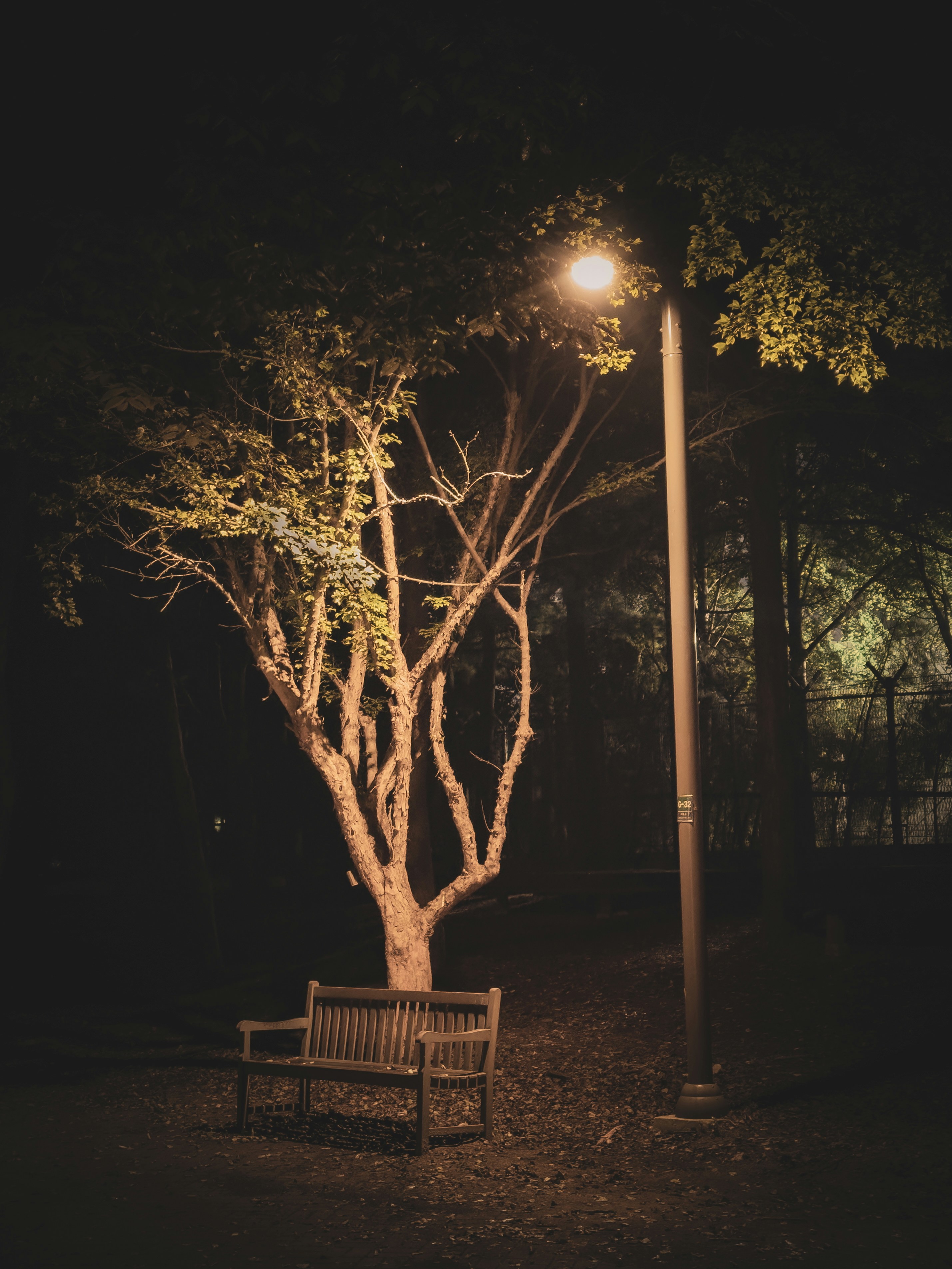 A wooden bench sits under a lit streetlamp at night.