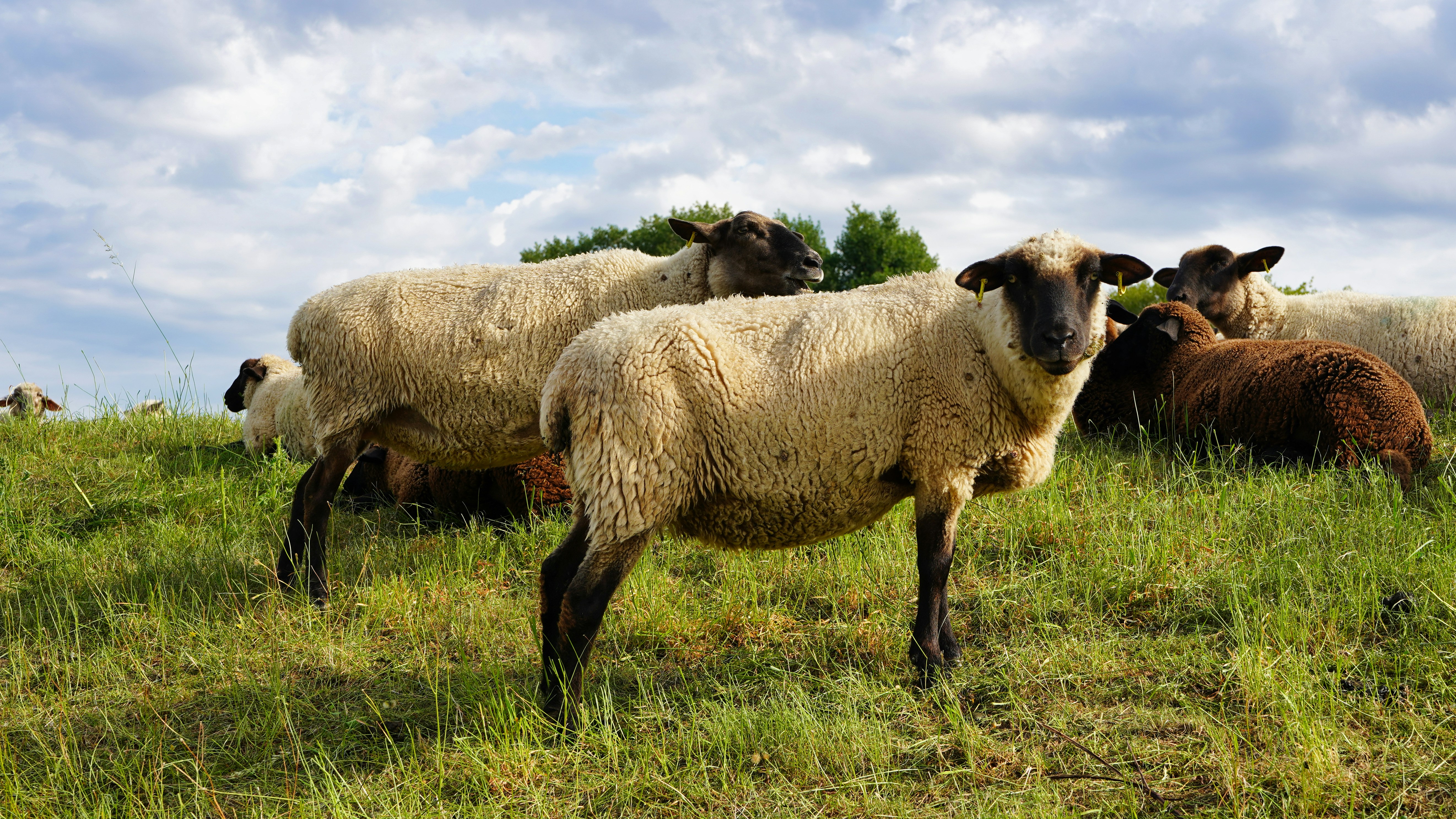 Flock of sheep grazing in a green field