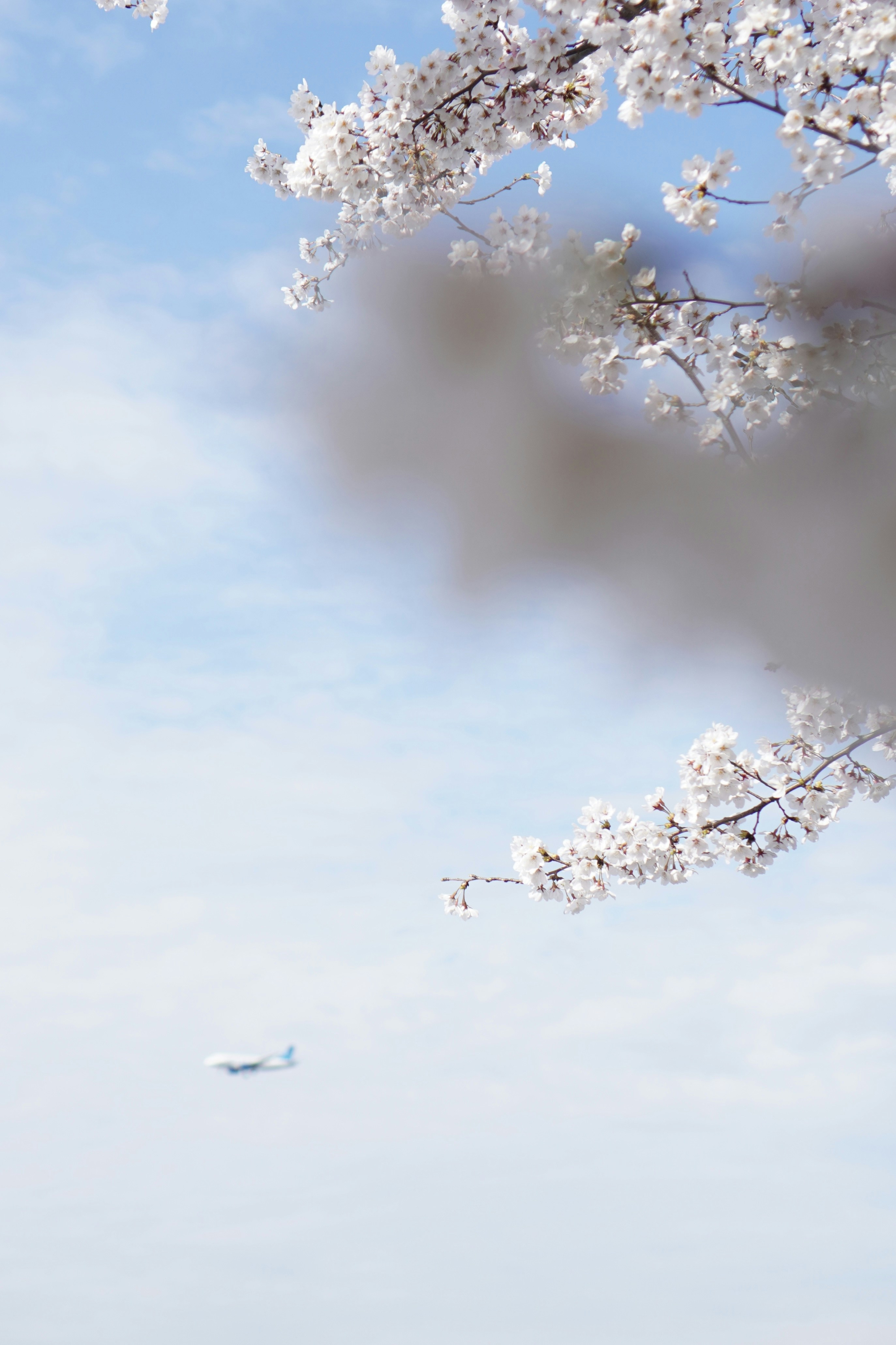 Cherry blossoms against a blue sky with airplane.