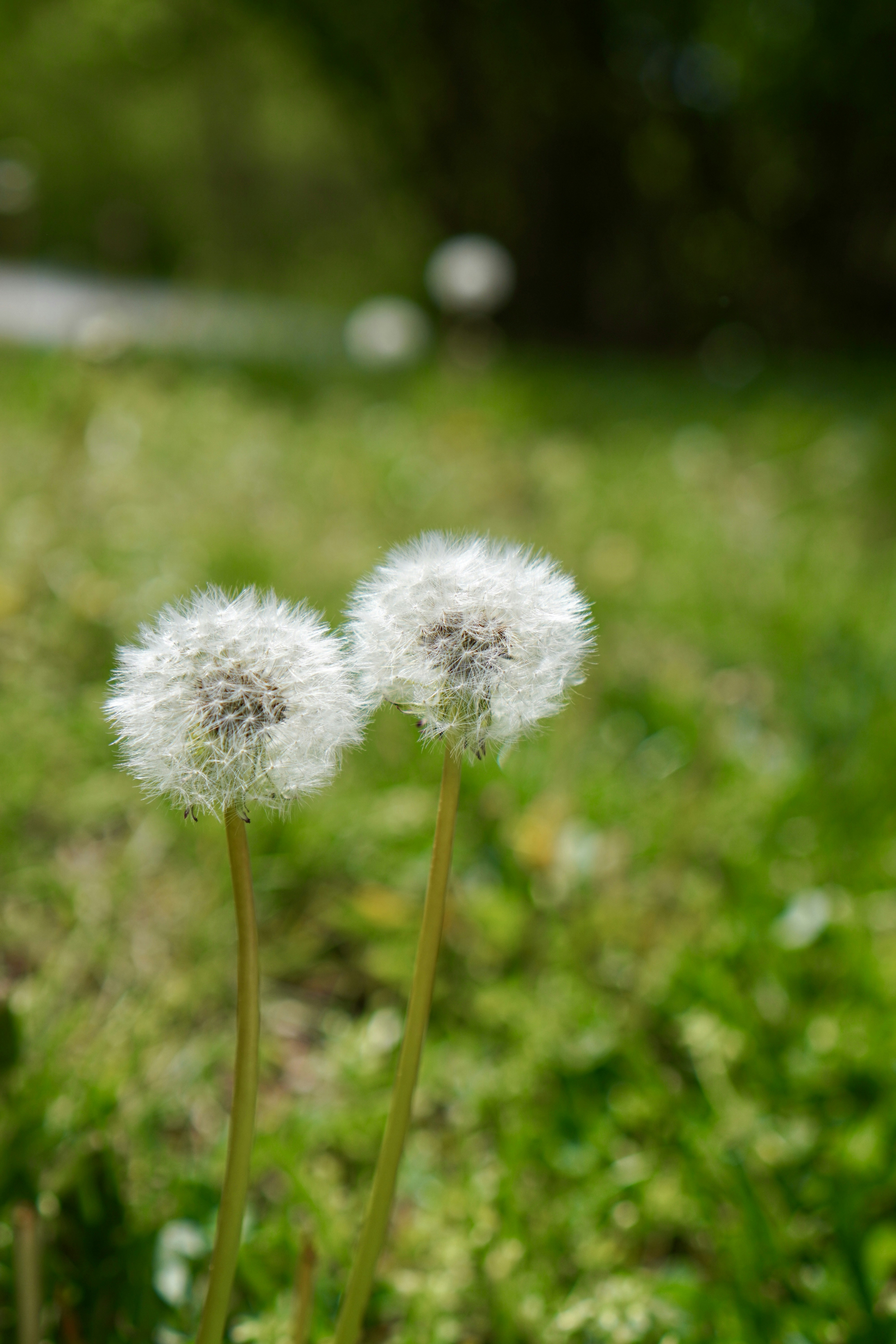 Photo by shomitro_kumar