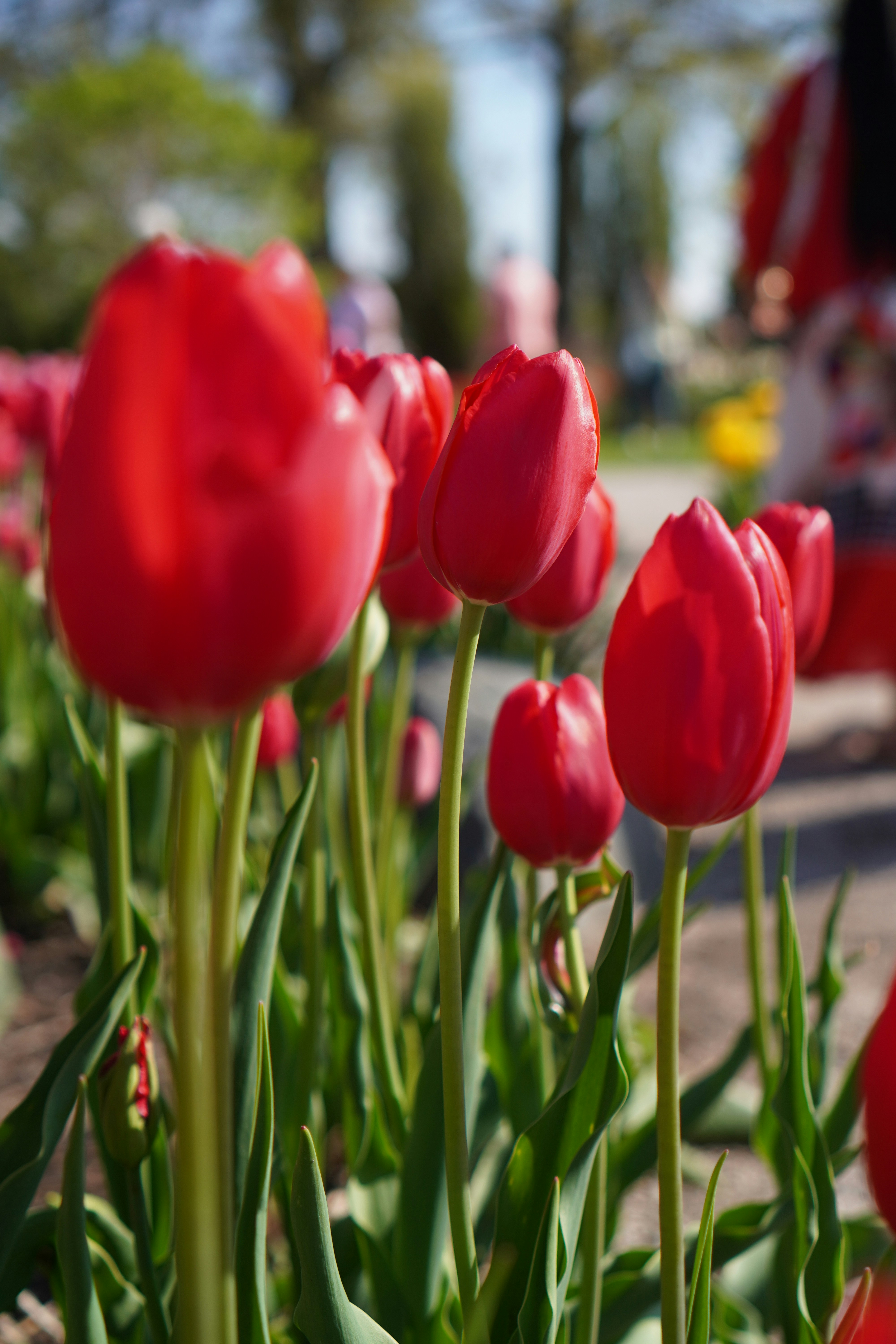 Photo by shomitro_kumar