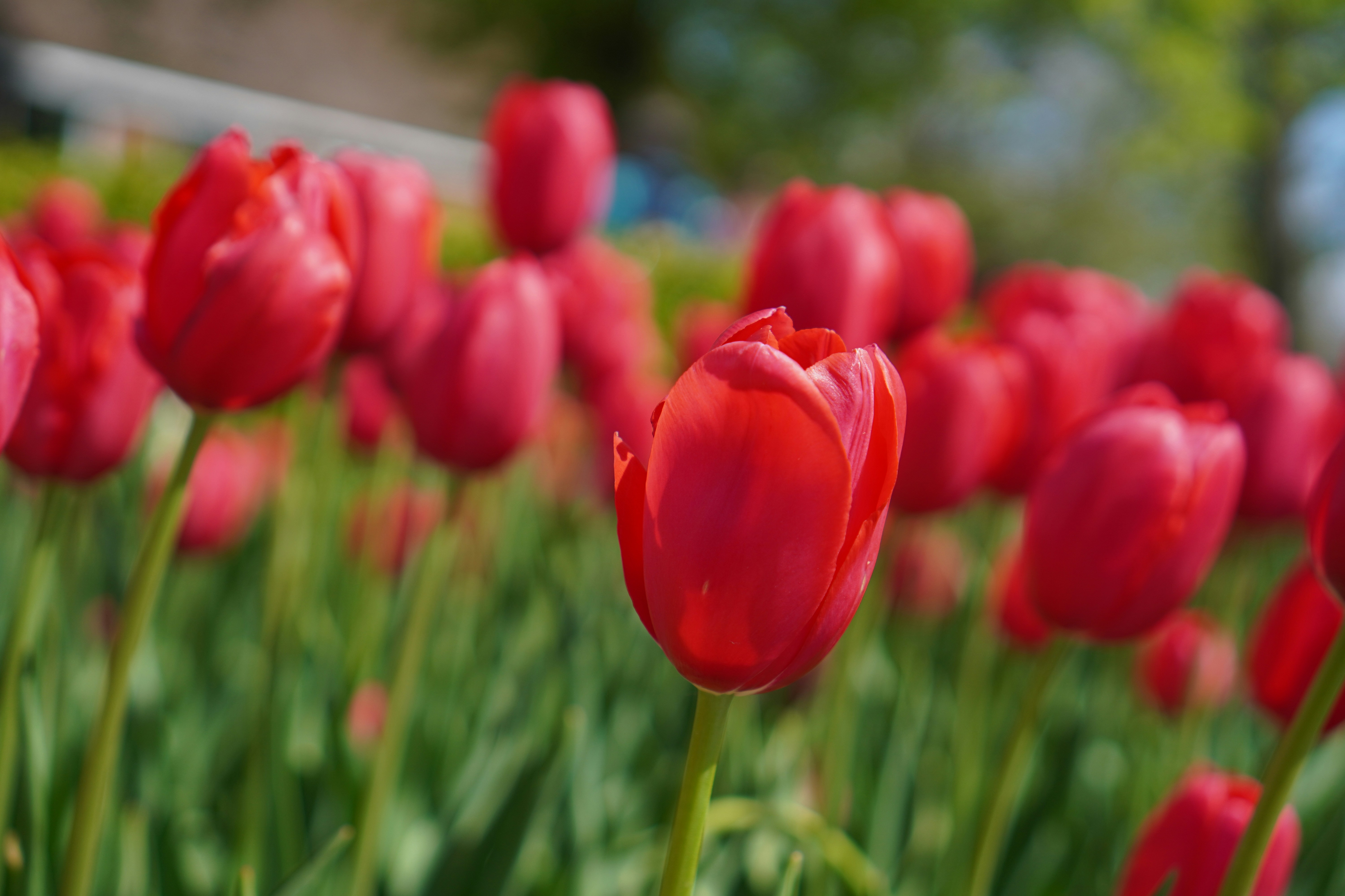 Photo by shomitro_kumar