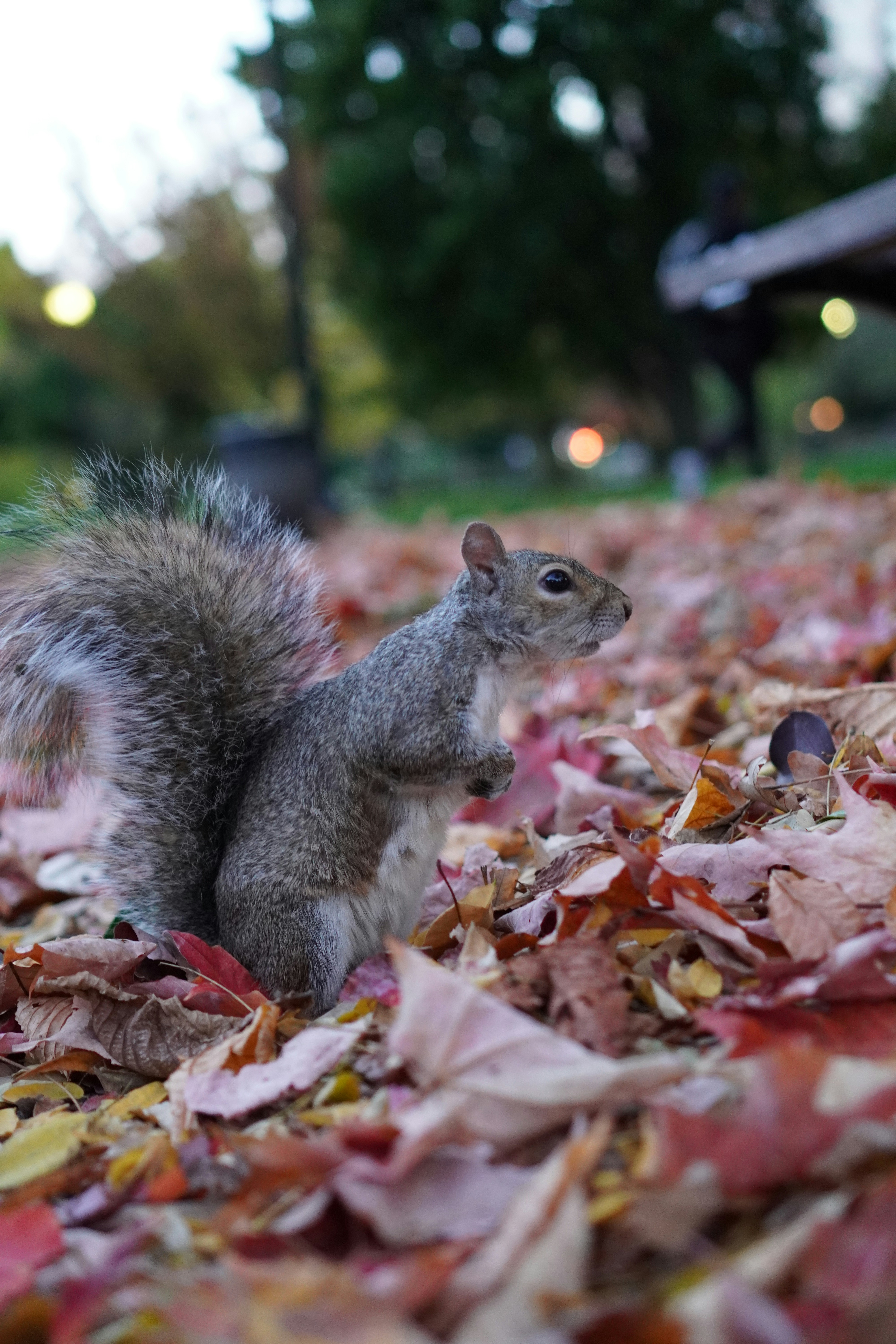 Squirrel stands on fallen autumn leaves in a park.