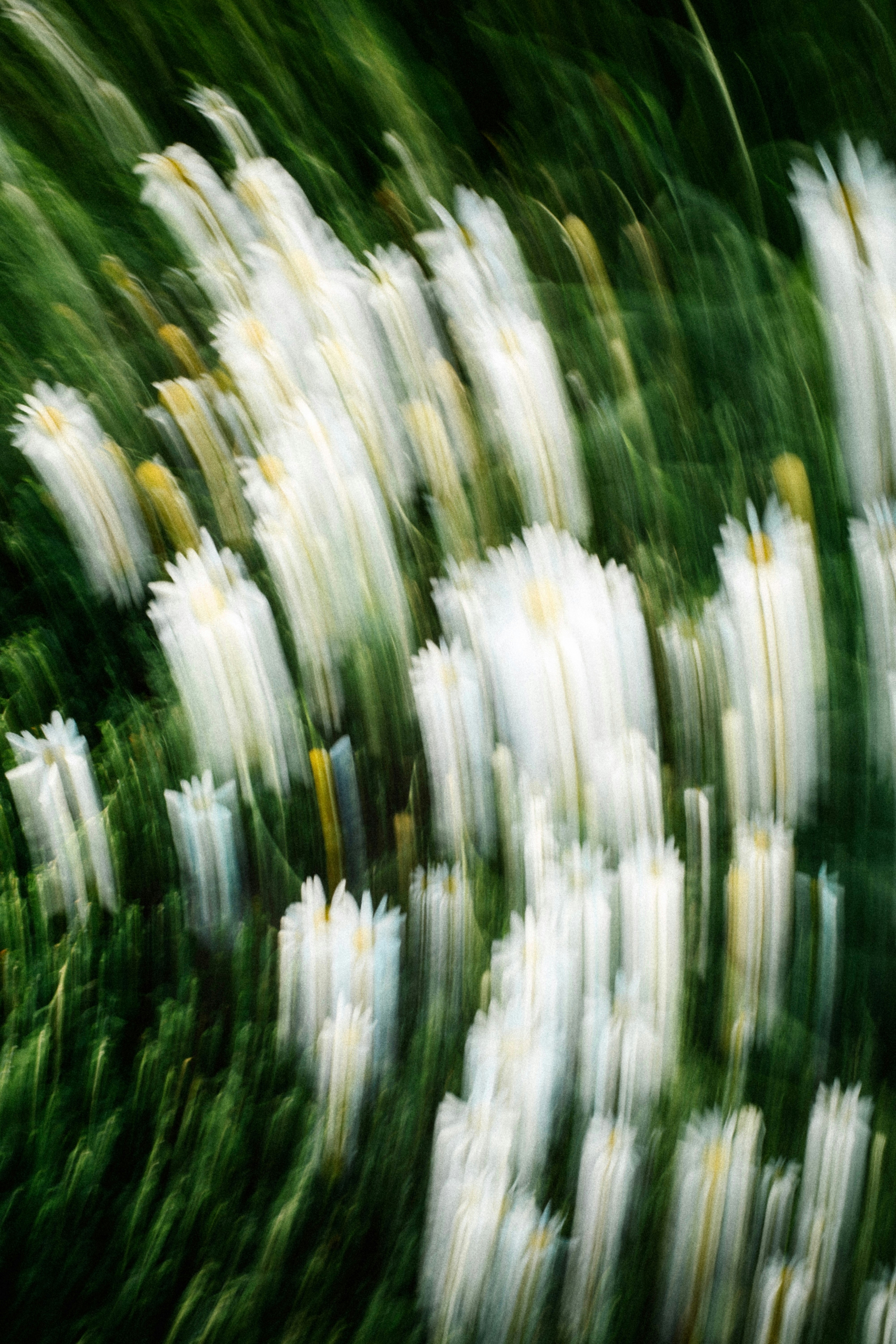 White flowers with green blurry background