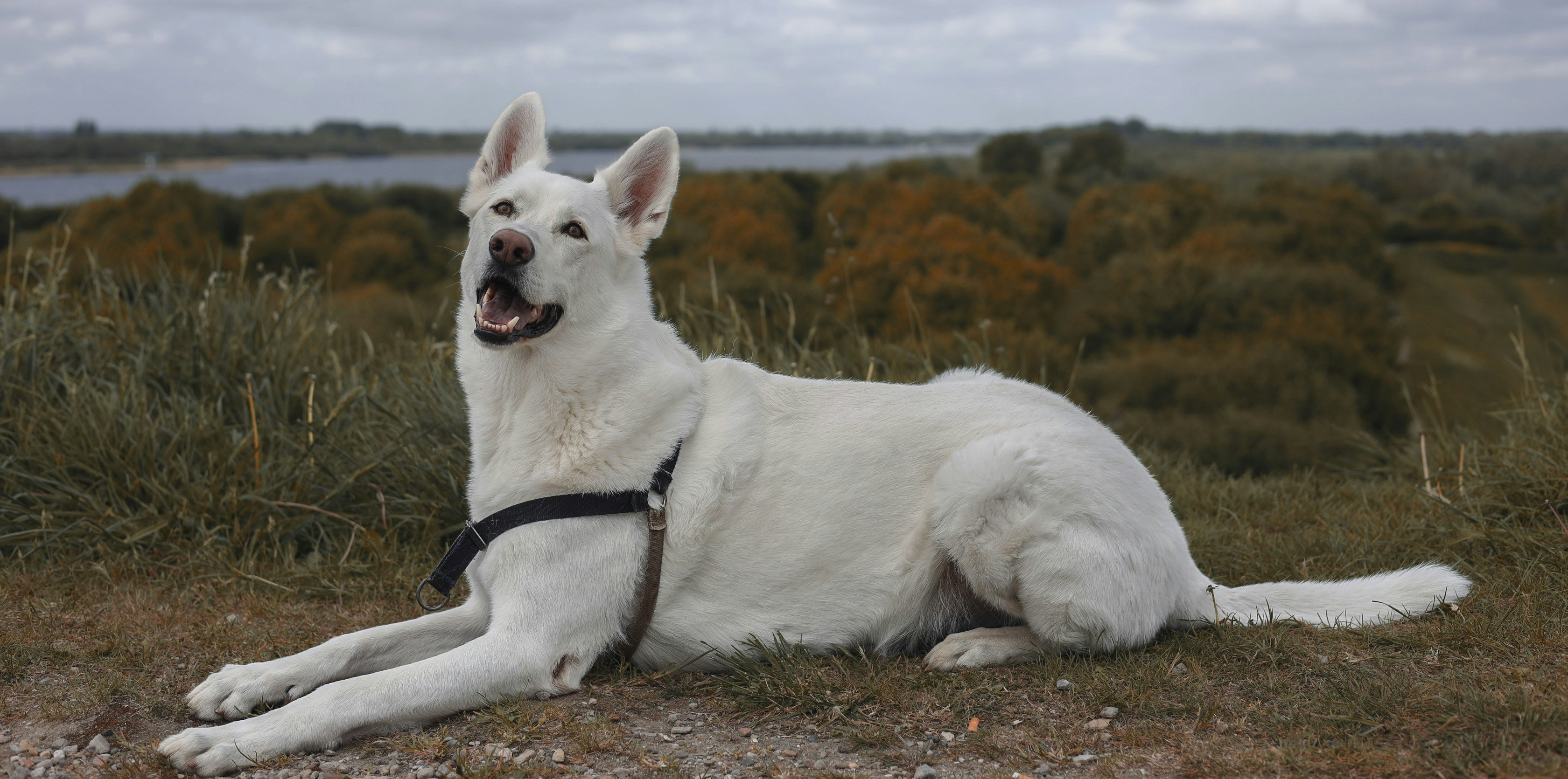 A white german shepherd dog lies on the ground.