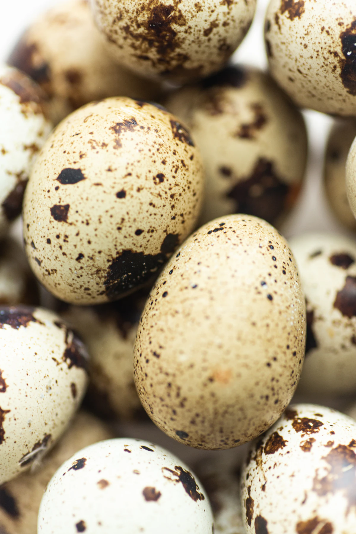 Close-up of speckled quail eggs
