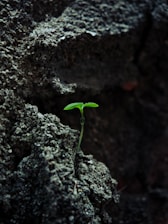 A small green sprout grows from dark rock.