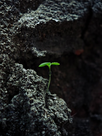 A small green sprout grows from dark rock.