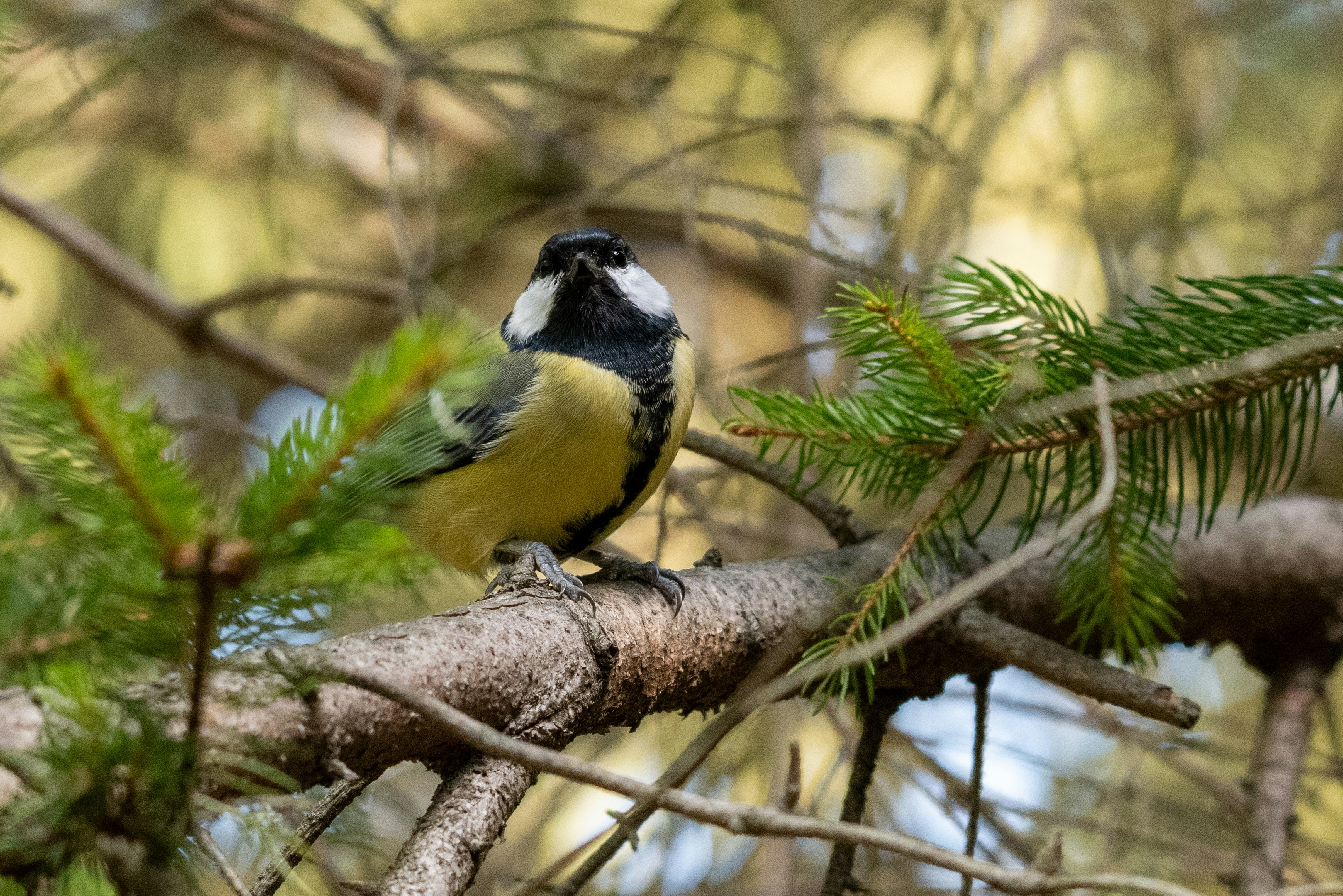 Photo by oj_wildframe