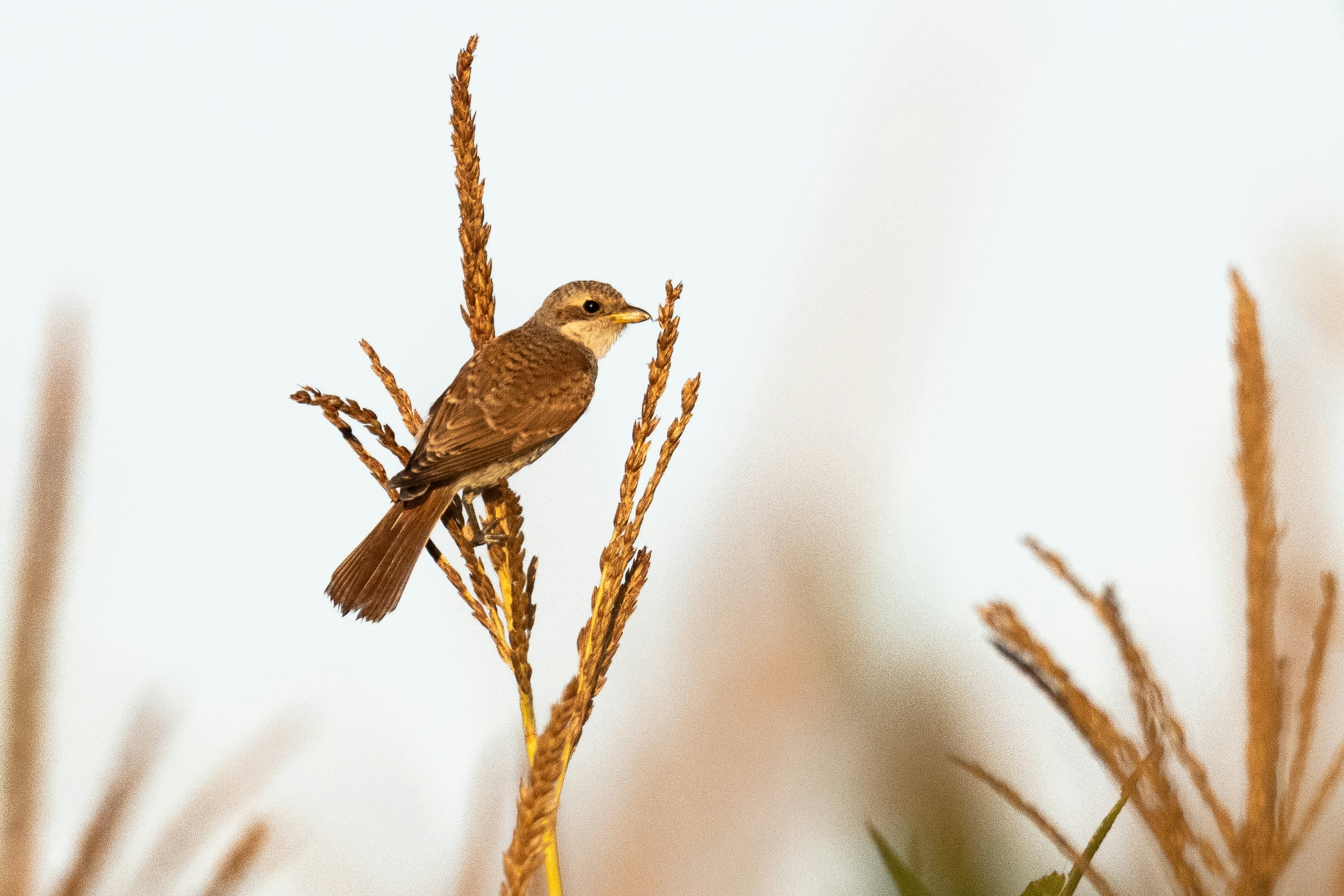 Photo by oj_wildframe