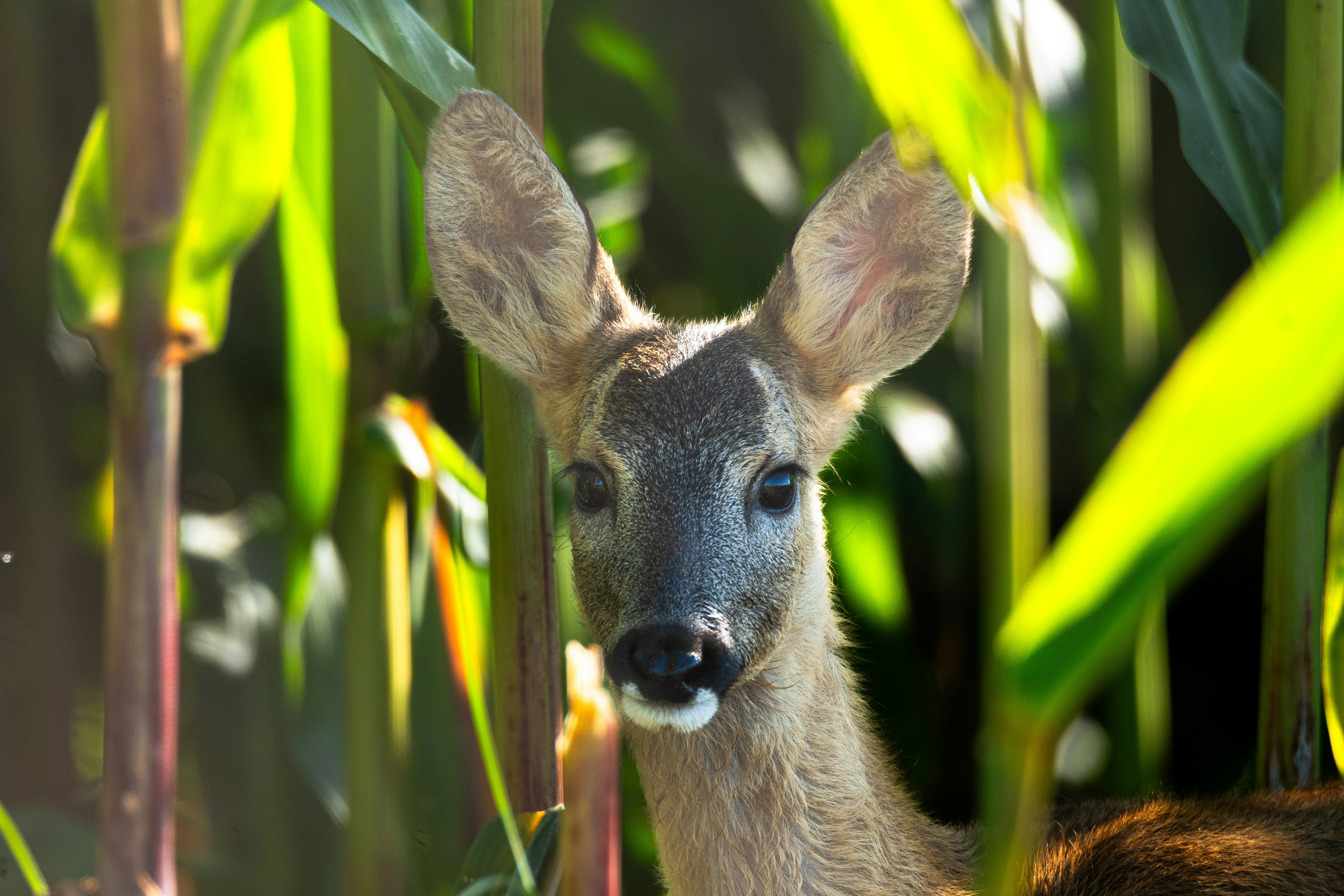 Photo by oj_wildframe