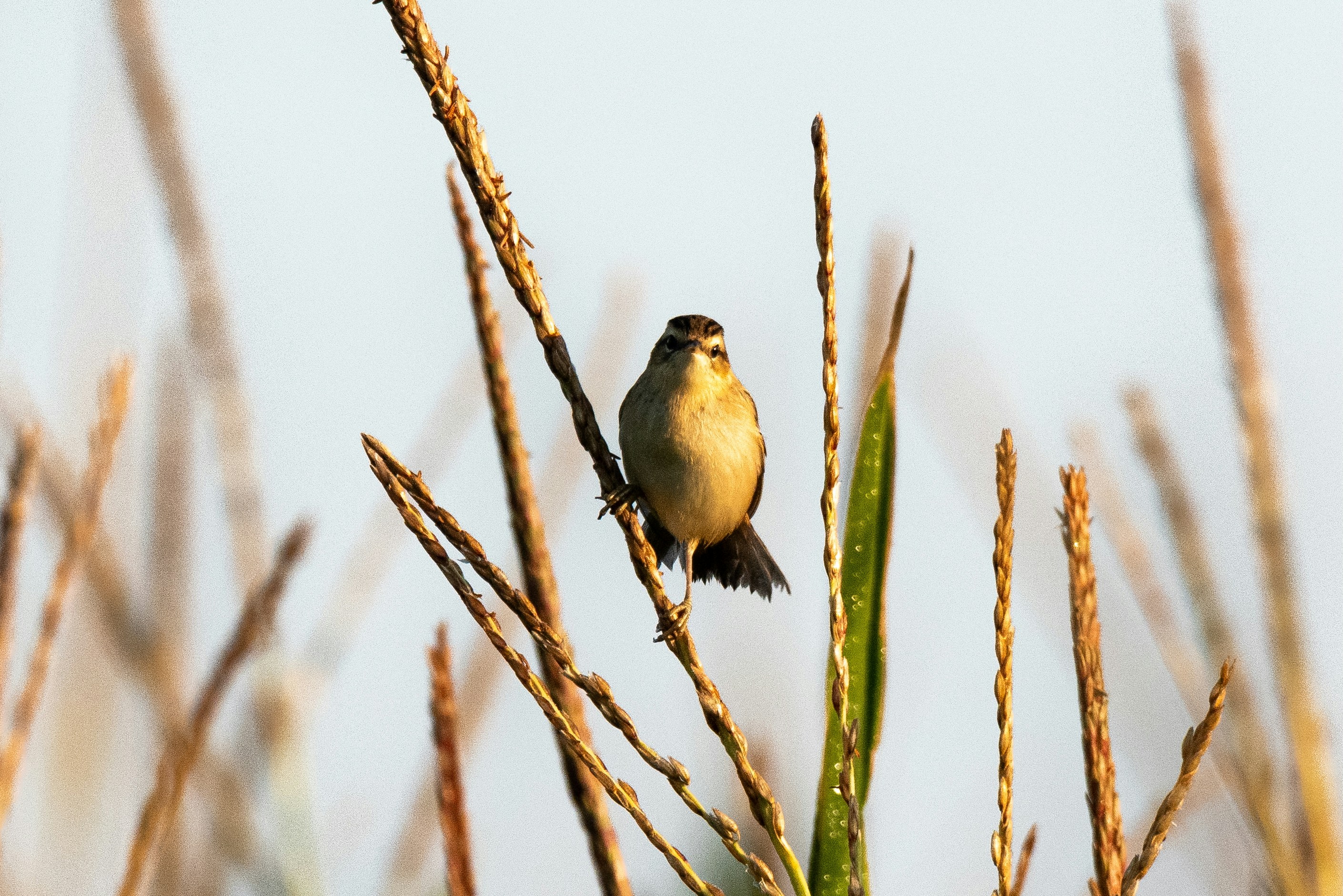 Photo by oj_wildframe