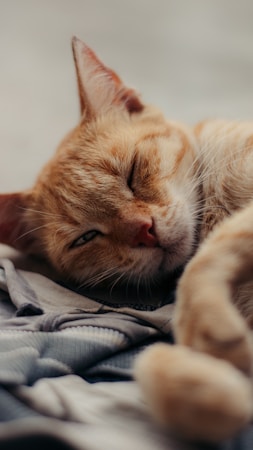 Cat Sleeping Positions Decoded: 10 Poses That Reveal Health & Mood