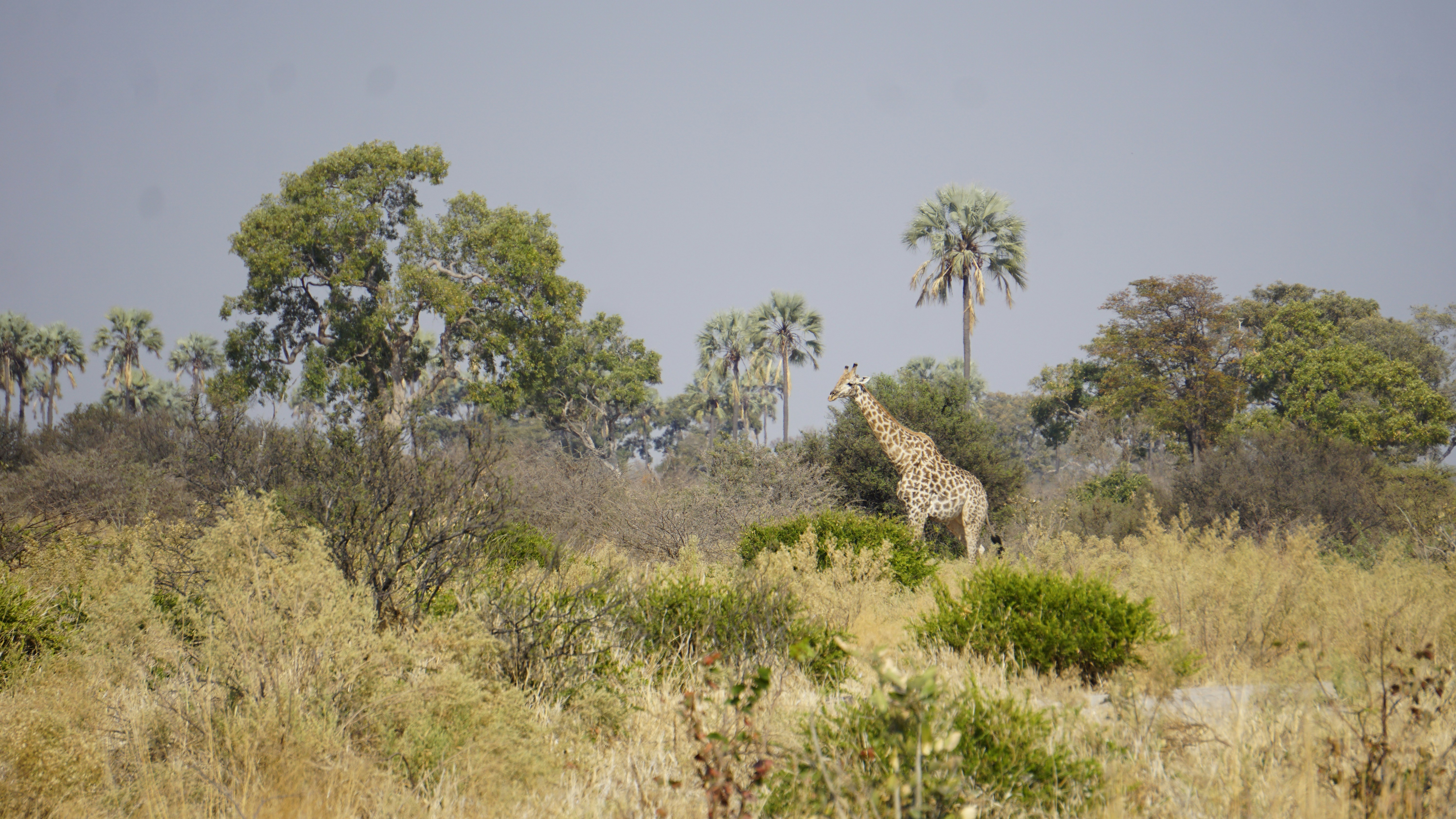 Majestic giraffe in the savanna