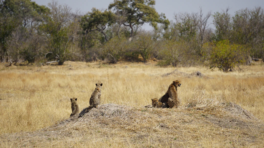 4-Day Botswana Luxury Travel Itinerary