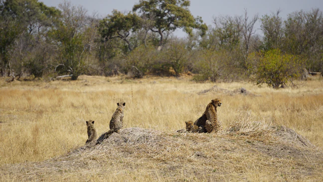 4-Day Botswana Luxury Travel Itinerary
