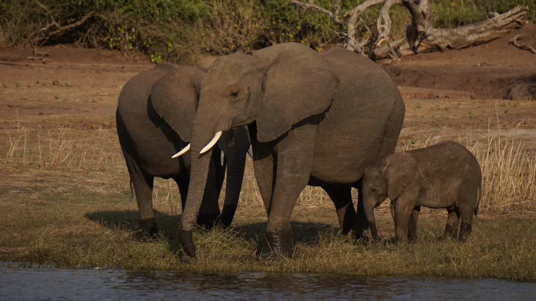 18-Day Luxury Botswana Itinerary: The Epic Safari Journey