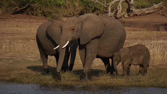 18-Day Luxury Botswana Itinerary: The Epic Safari Journey