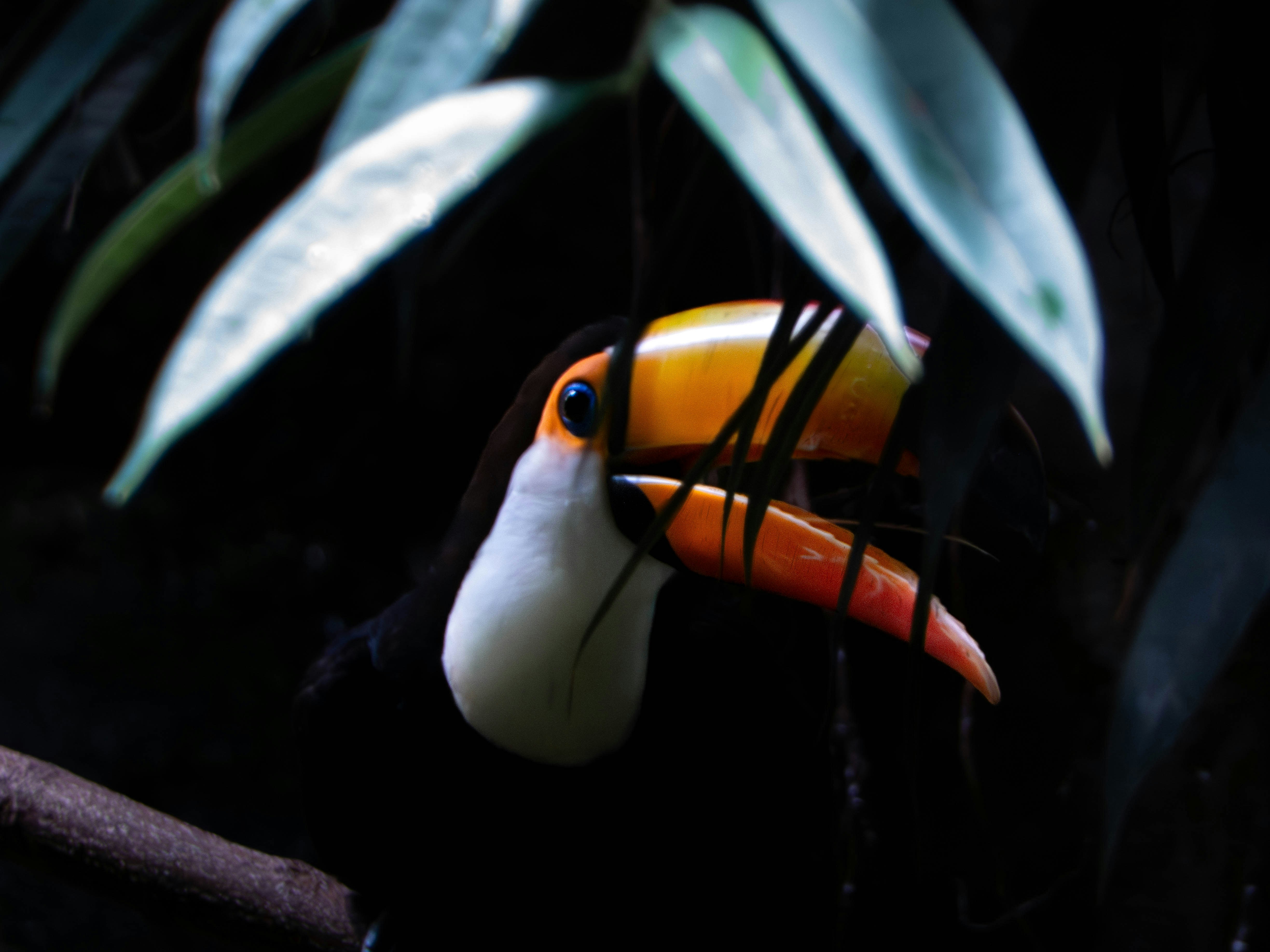 A toucan with a large orange beak