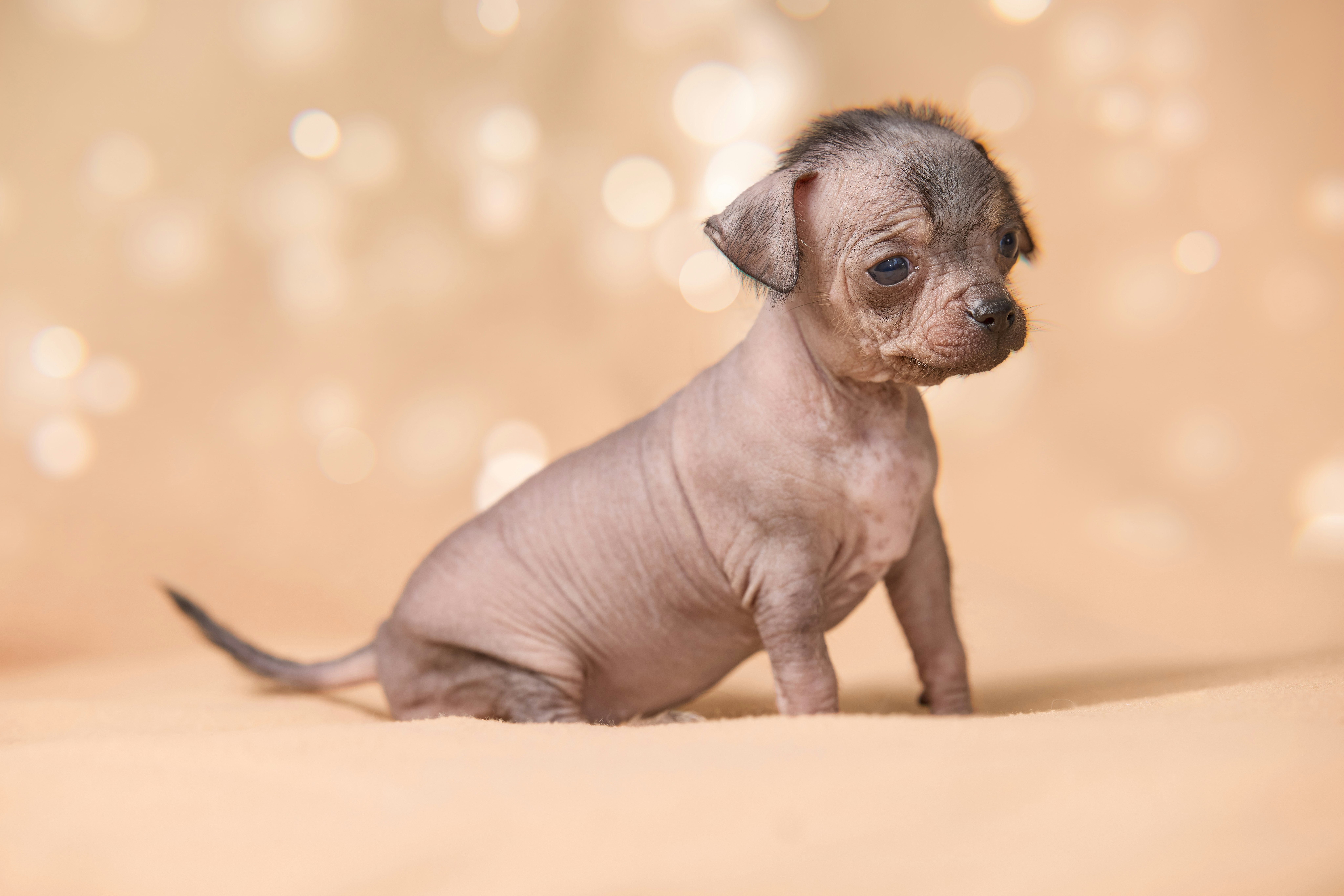 hairless puppy dog