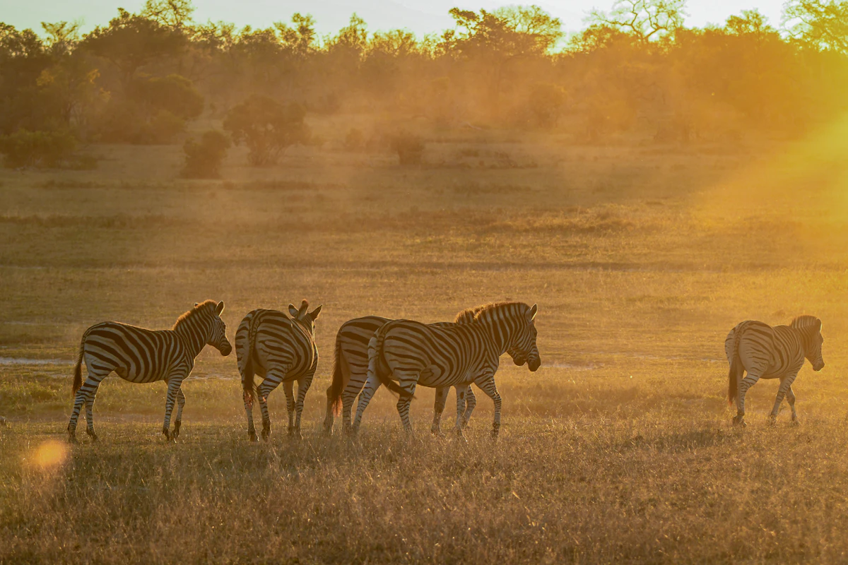 Zèbres éclairés par le soleil couchant en Afrique du Sud