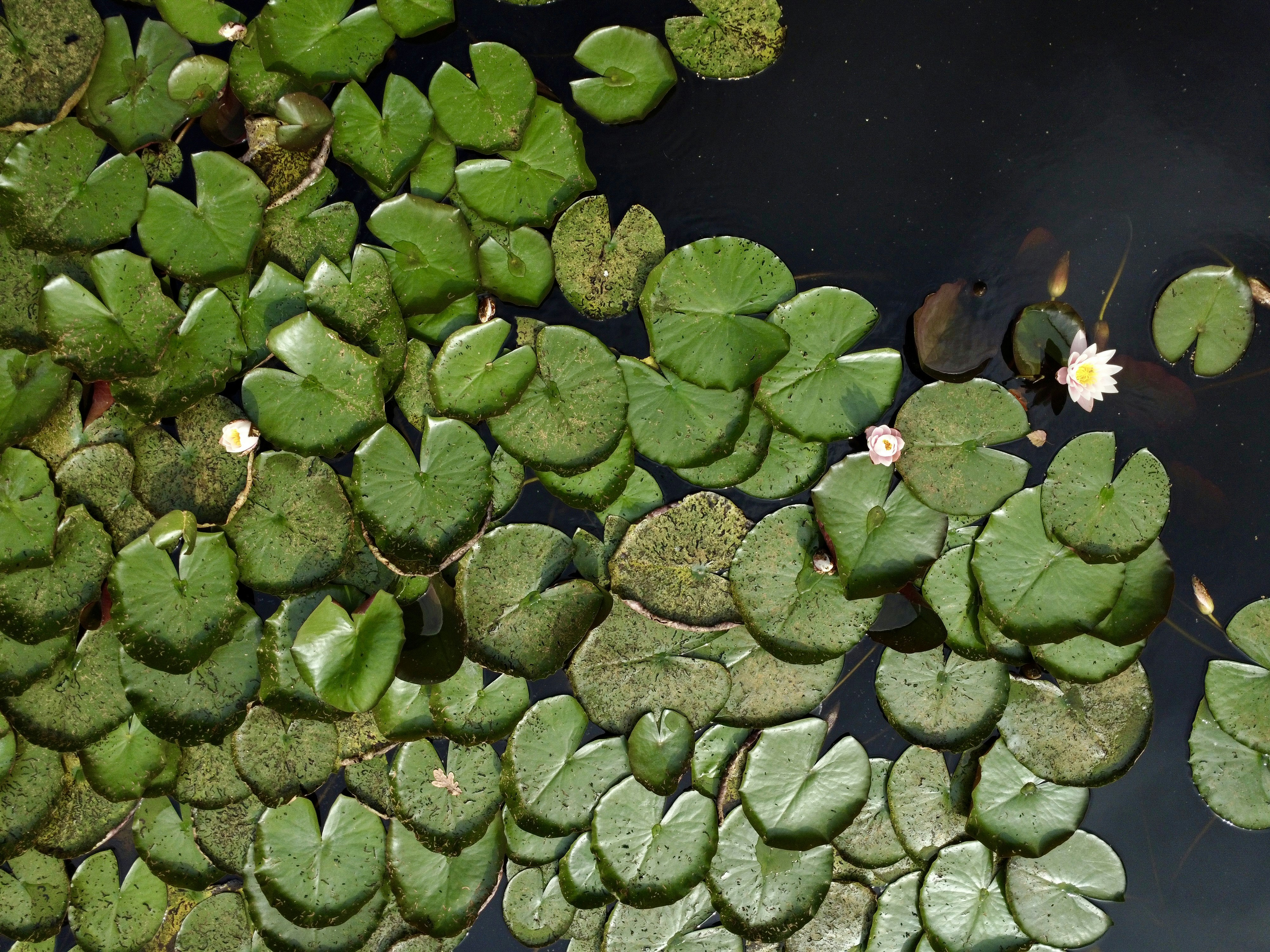 Green lily pads floating on dark water