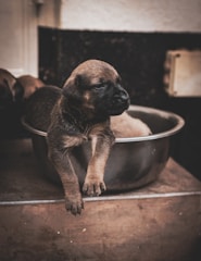 Brown puppy resting in a metal bowl.