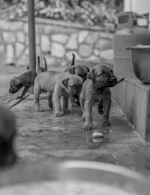 A group of puppies walking together outdoors.