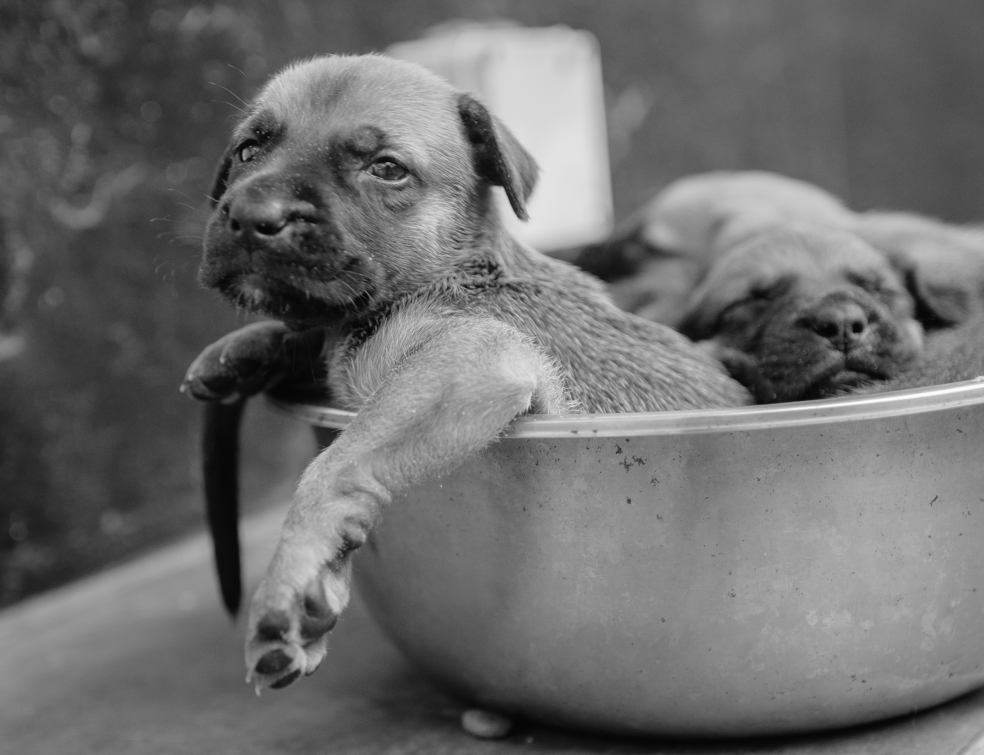 Two puppies resting in a metal bowl.