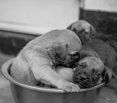 Three puppies sleeping in a metal bowl.