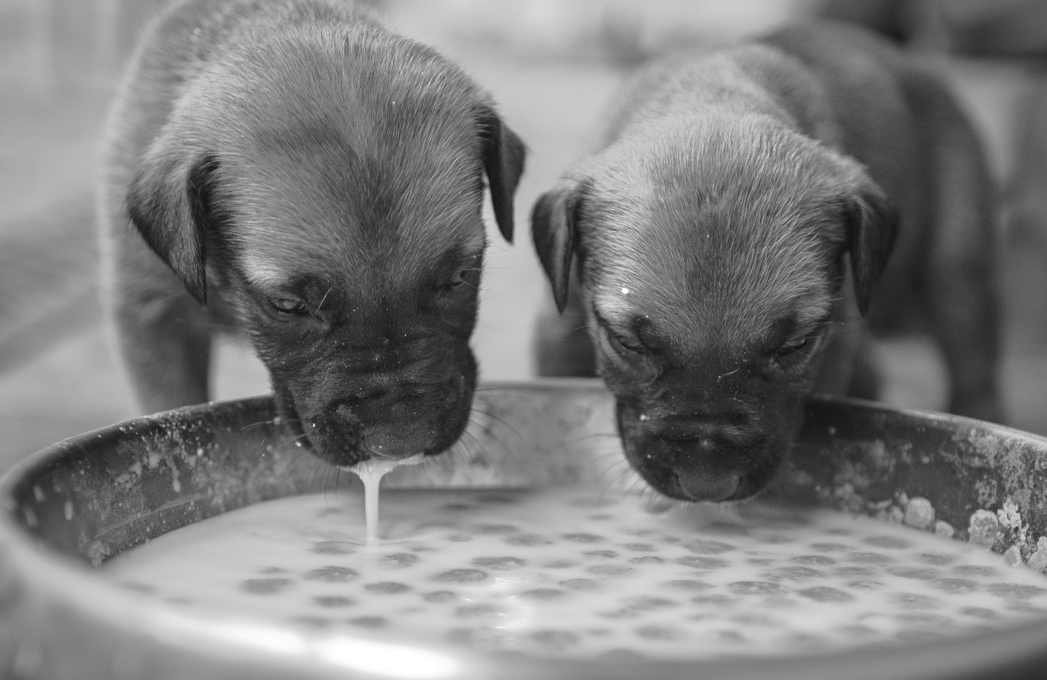 Puppy Weaning Diet Plan What To Feed From 4 To 12 Weeks