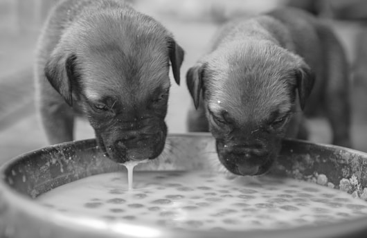 Two puppies drinking milk from a bowl