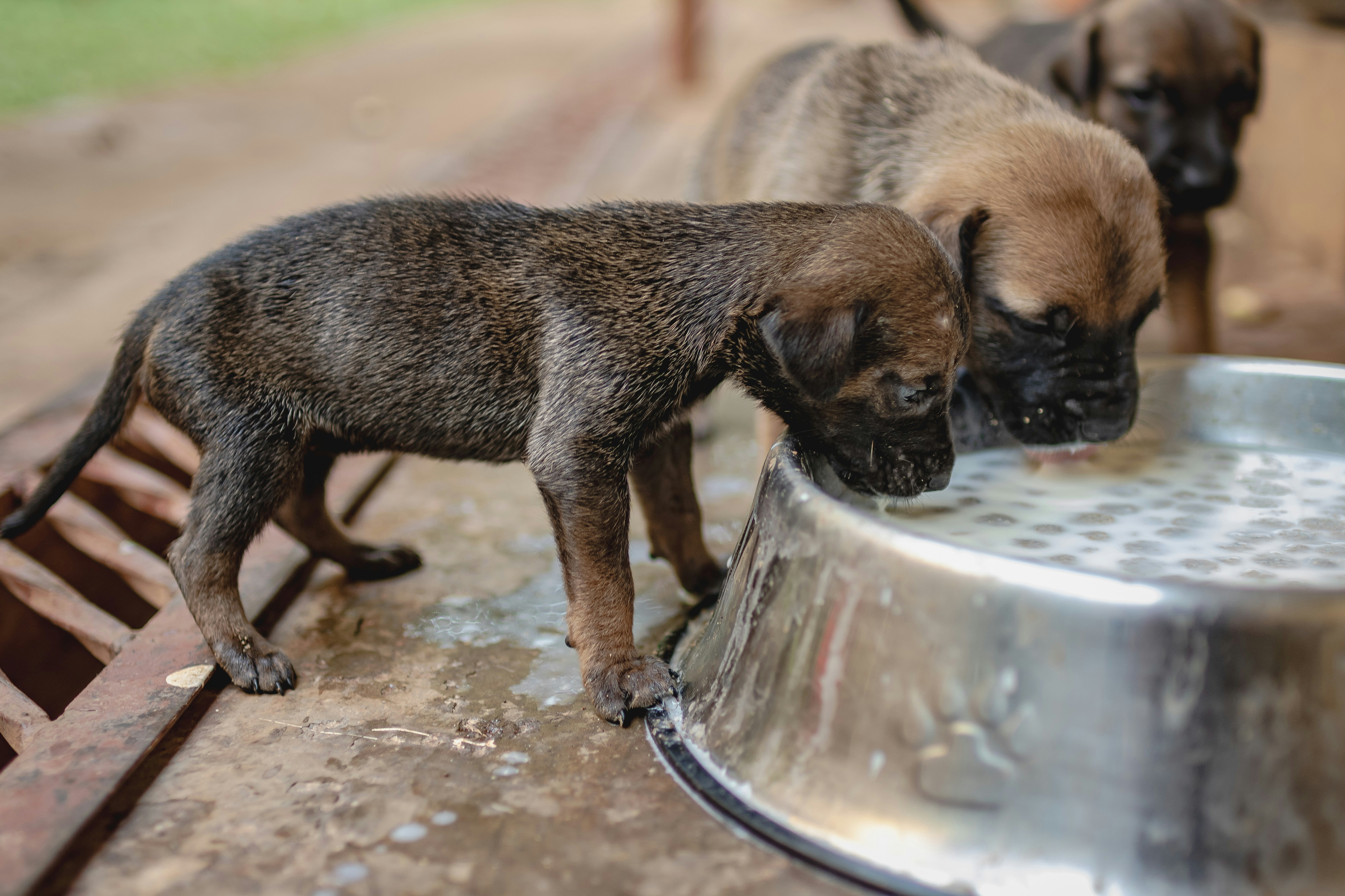 Three puppies drinking milk from a metal bowl.