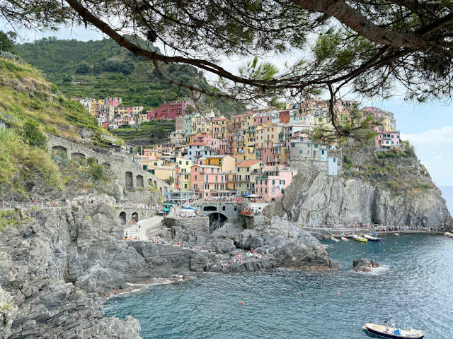 Manarola's pastel houses stacked on the cliff above the harbor, framed by a pine branch in the foreground