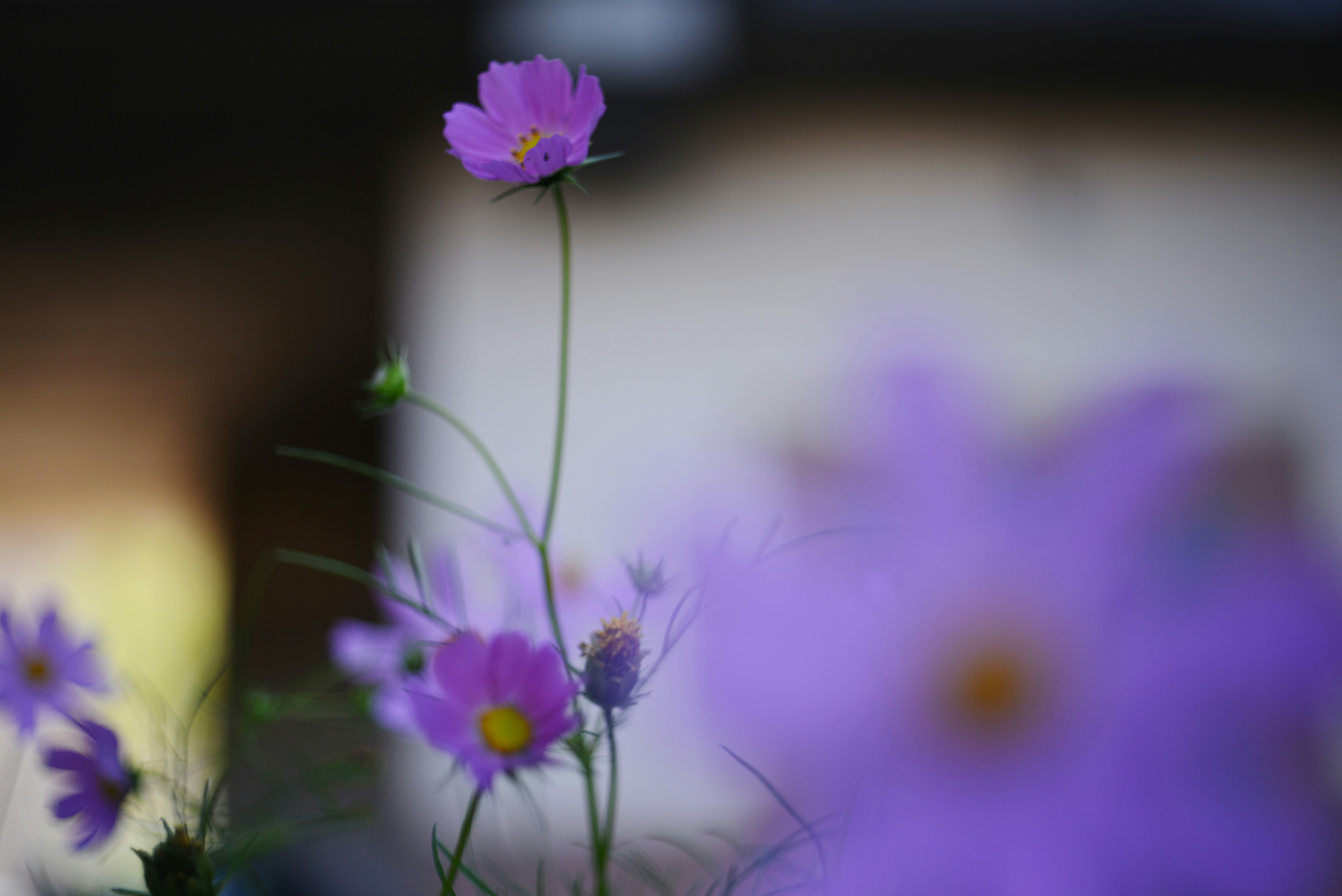 Photo by cherstve_pechivo