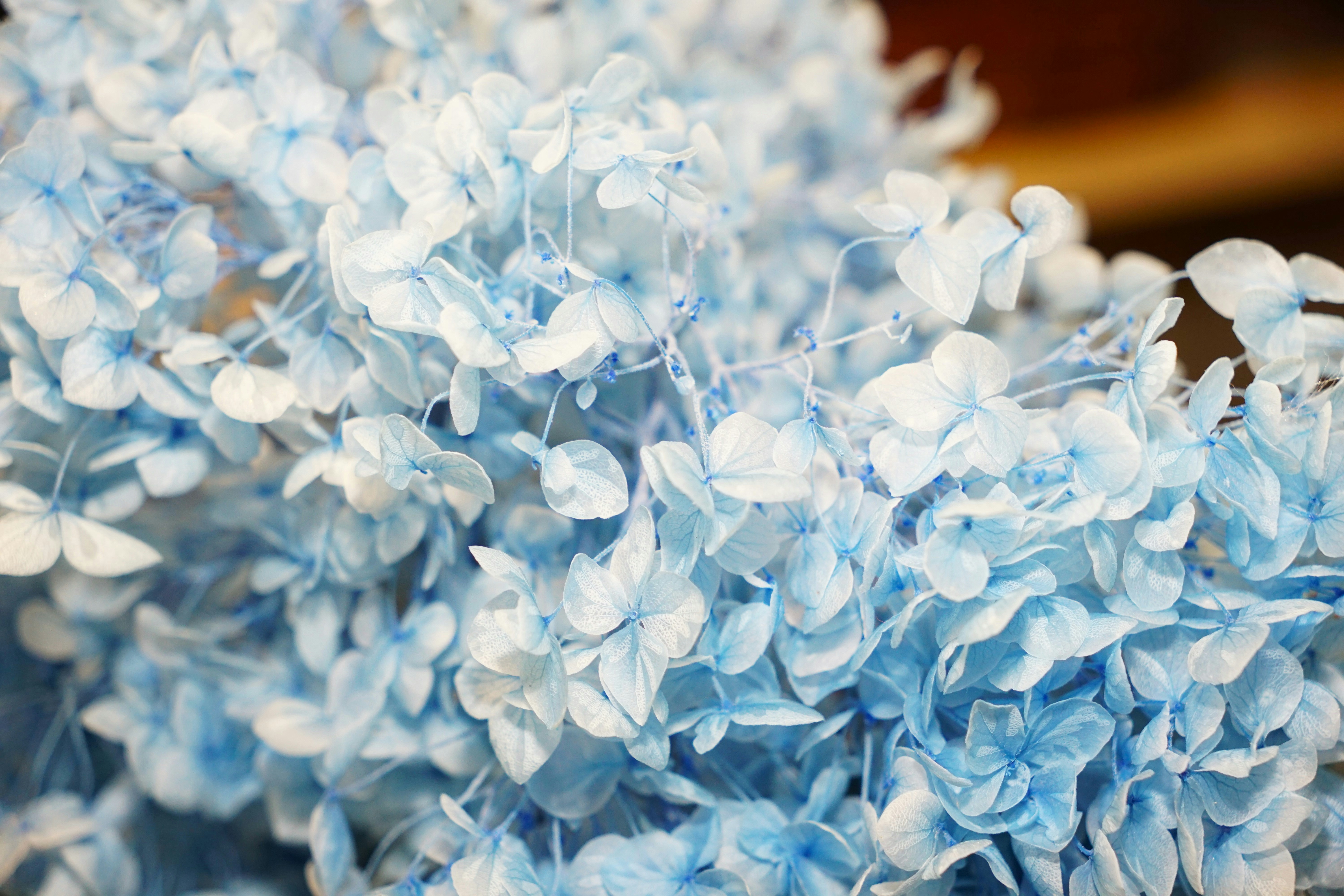 Salvia uliginosa - Wikipedia, la enciclopedia libre, image size:3000x2000