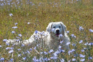 A white dog lies in a field of wildflowers.