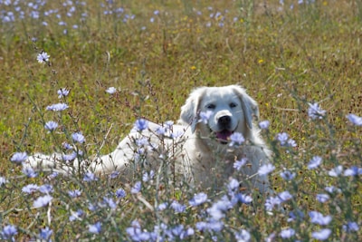 A white dog lies in a field of wildflowers.