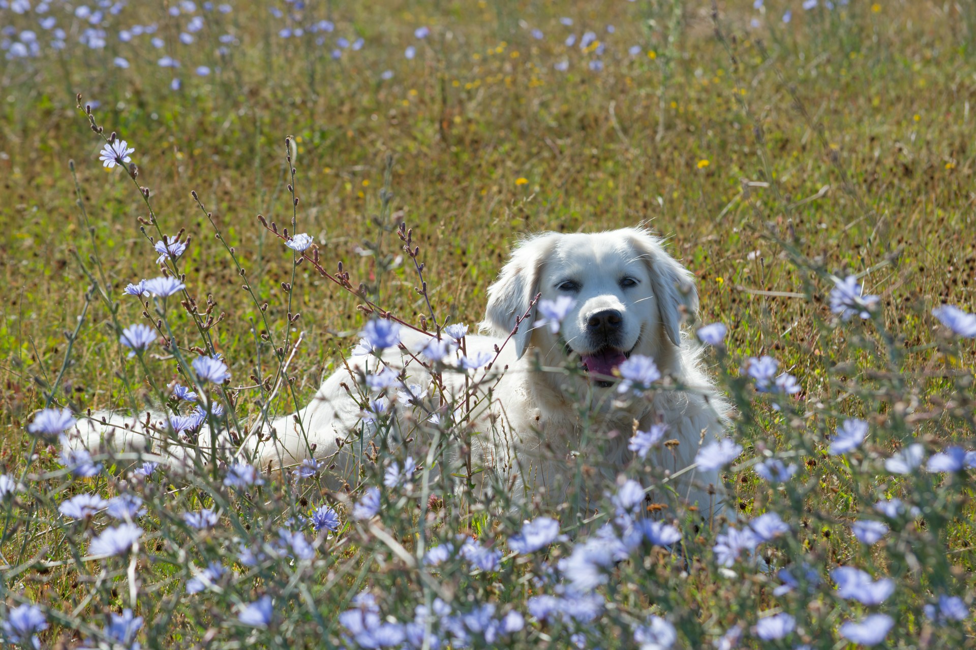 A white dog lies in a field of wildflowers.